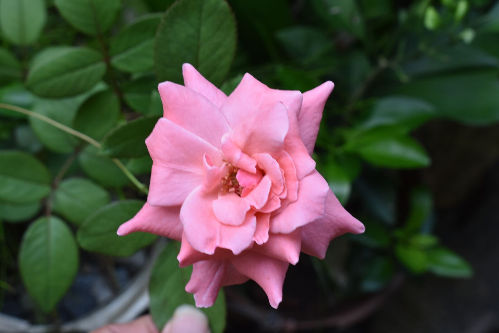 Nikon D3400 sample photo. Flower, garden, flowers photography