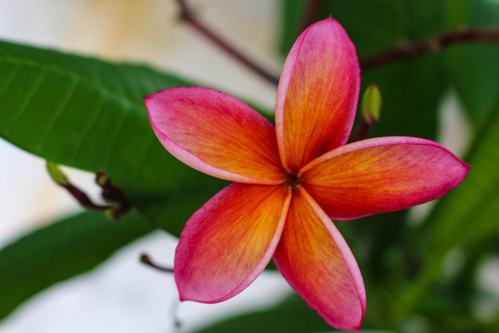 Canon EOS 700D (EOS Rebel T5i / EOS Kiss X7i) sample photo. Plumeria, flower, more information photography