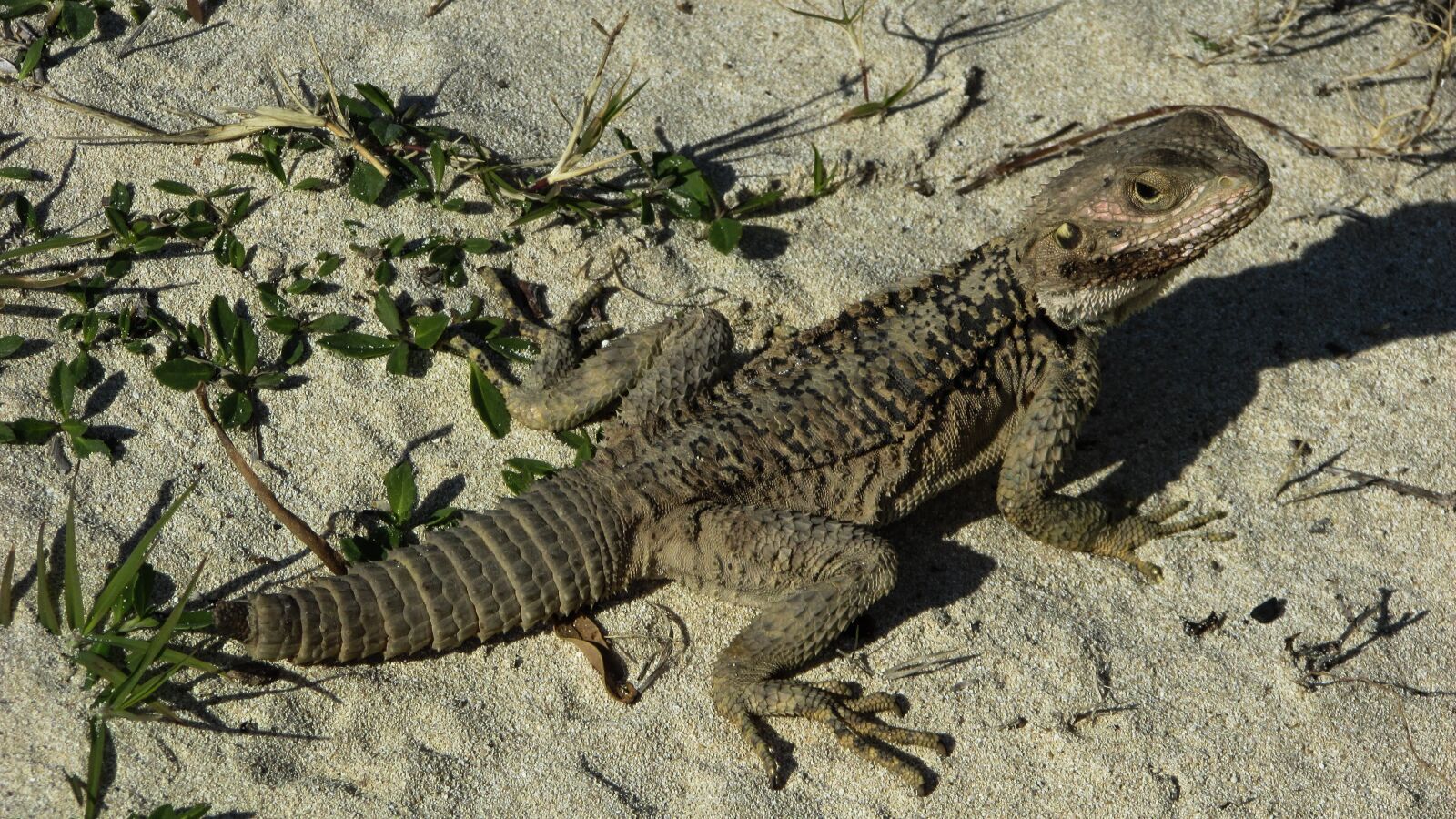 Canon PowerShot SX400 IS sample photo. Lizard, kurkutas, reptile photography