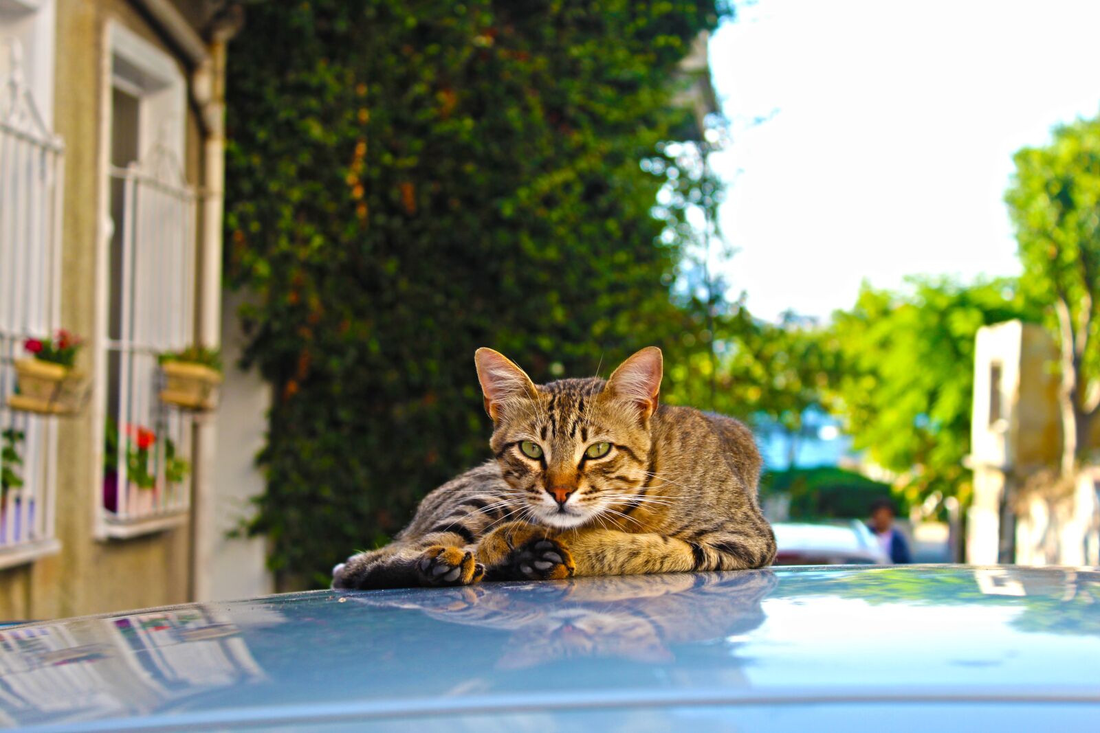Canon EOS 4000D (EOS Rebel T100 / EOS 3000D) sample photo. Cat, cute, animal photography