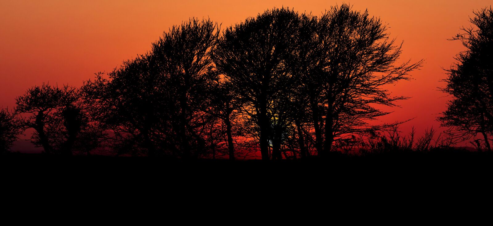 Panasonic Lumix DMC-FZ200 sample photo. Sunset, nature, trees photography