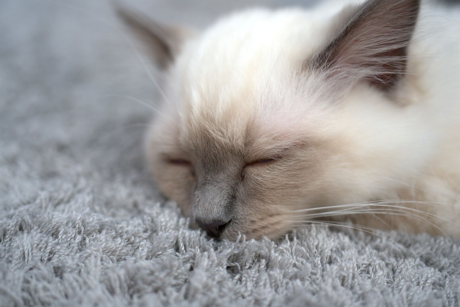Sony a7 II + Sony FE 50mm F2.8 Macro sample photo. Cat, breed cat, kitten photography