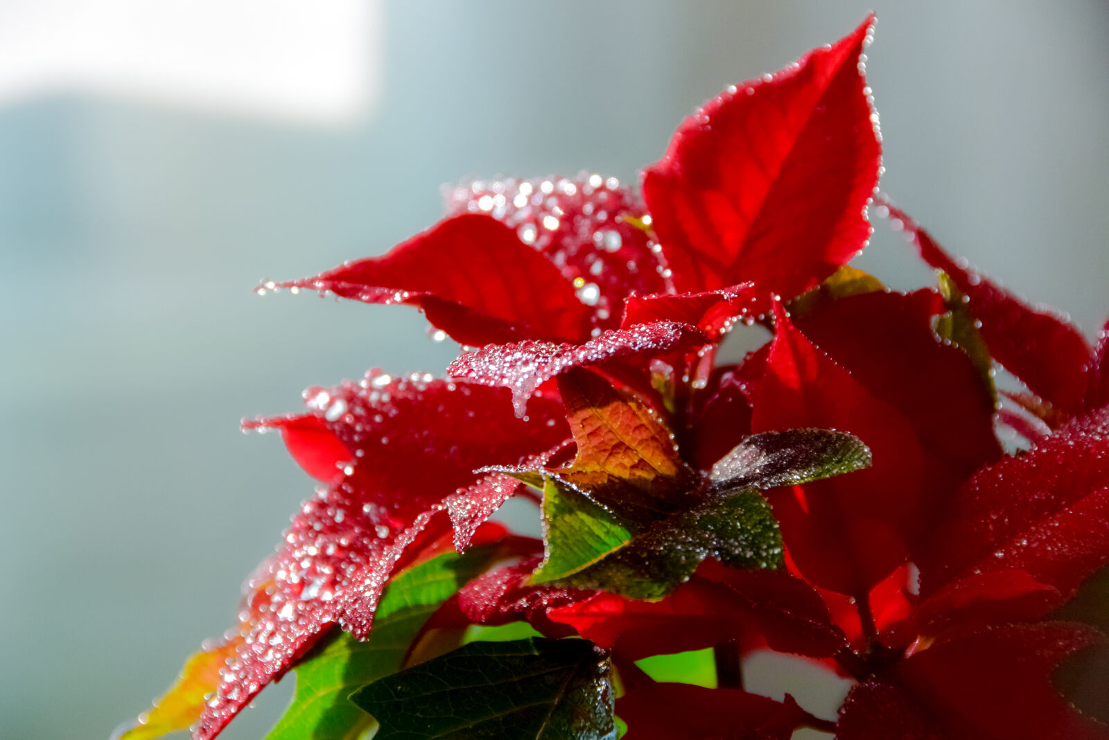 Nikon D3300 sample photo. Christmas, flower, flower, green photography