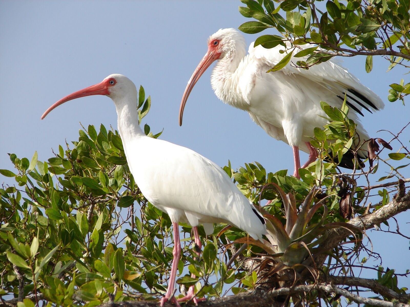 Sony DSC-H1 sample photo. White ibis, birds, perched photography