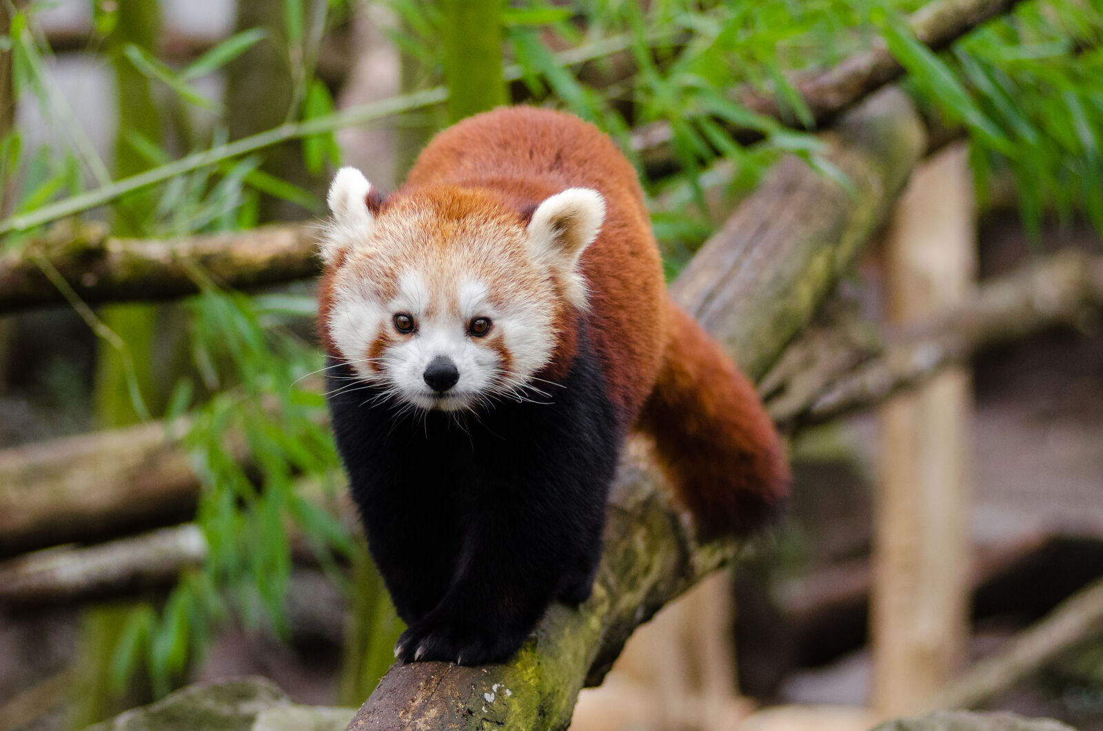 AF Zoom-Nikkor 80-200mm f/2.8 ED sample photo