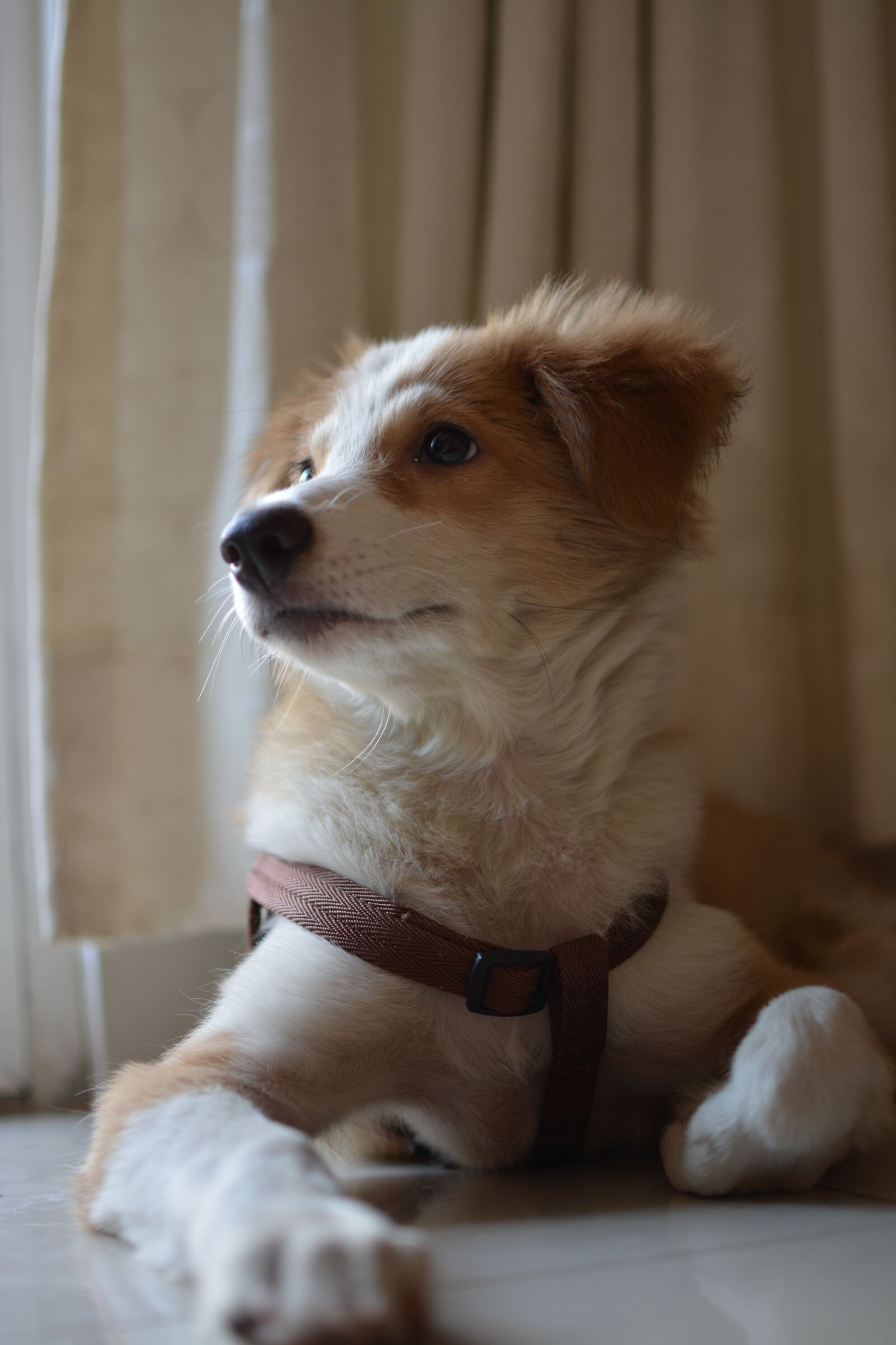Nikon D5200 sample photo. Dog, cute, pet photography