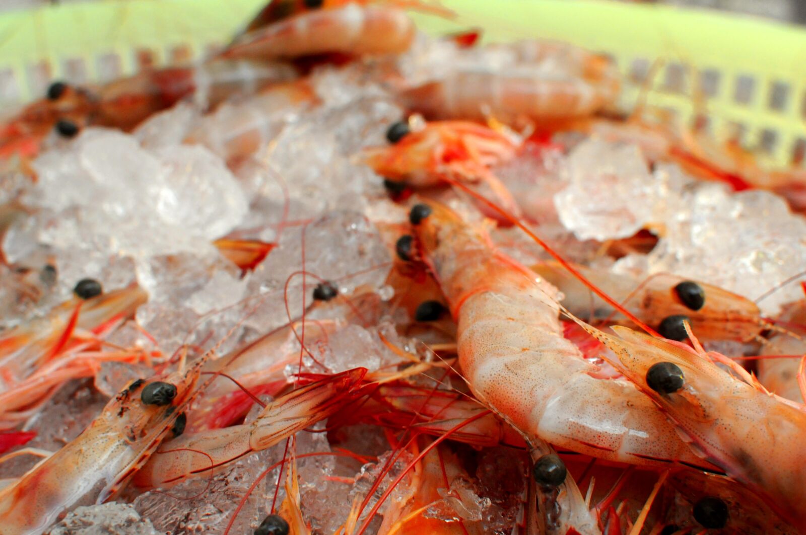 Nikon D300S sample photo. Shrimp, prawns, iced photography