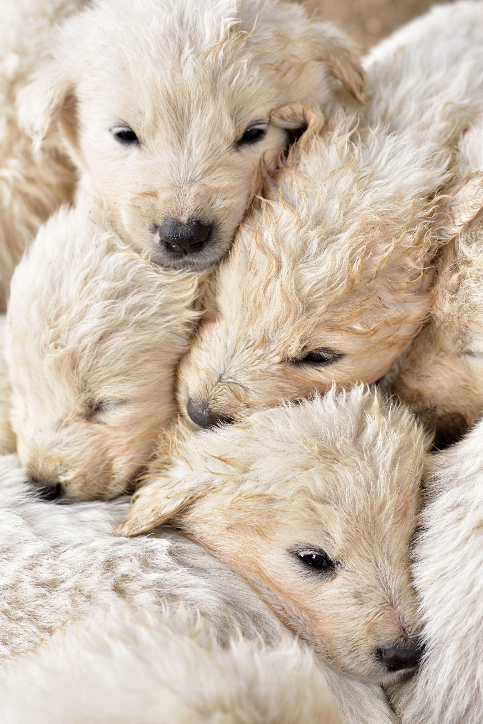 Nikon D750 sample photo. Puppies, young, small photography