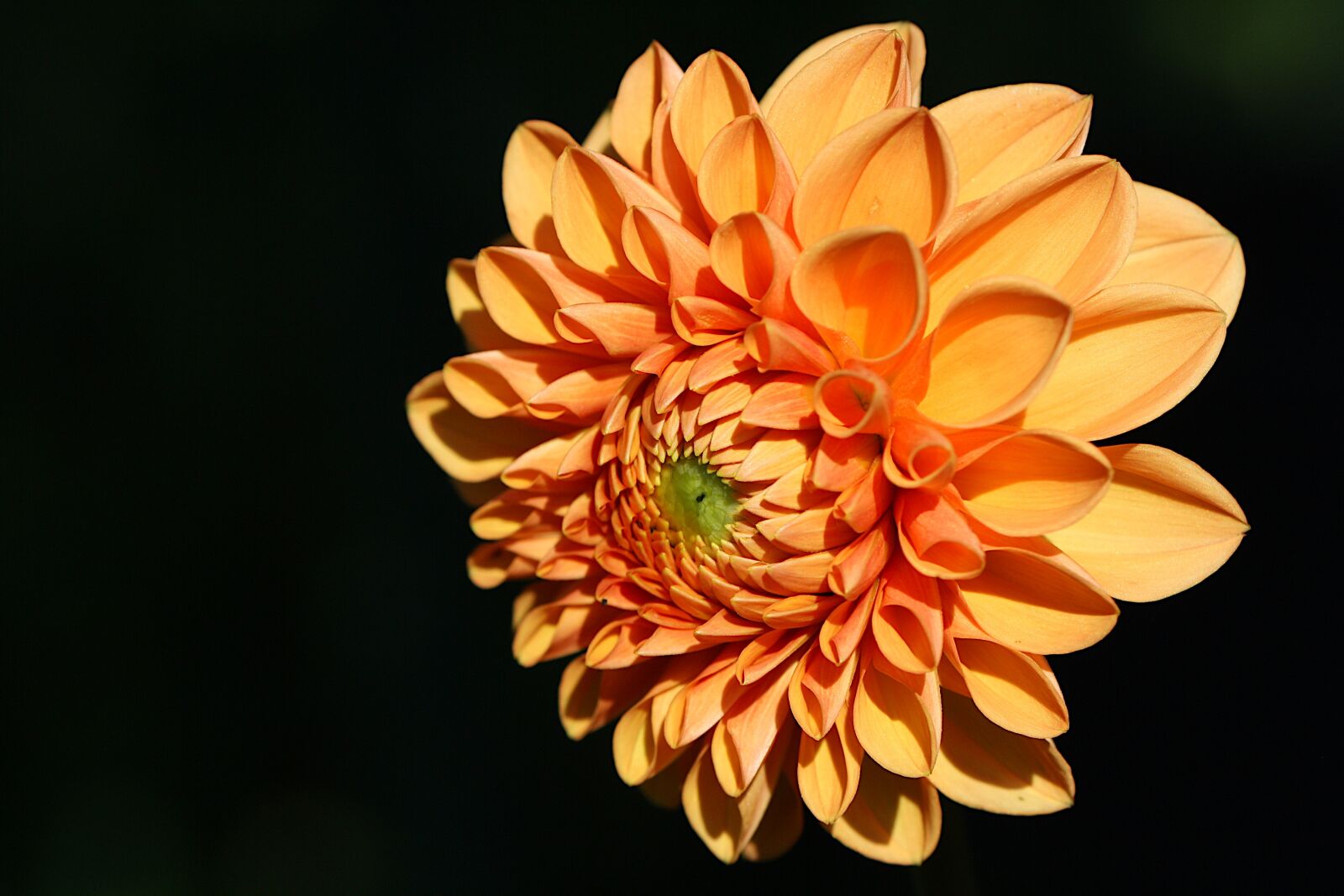 Canon EOS 1000D (EOS Digital Rebel XS / EOS Kiss F) sample photo. Background, black, flower photography