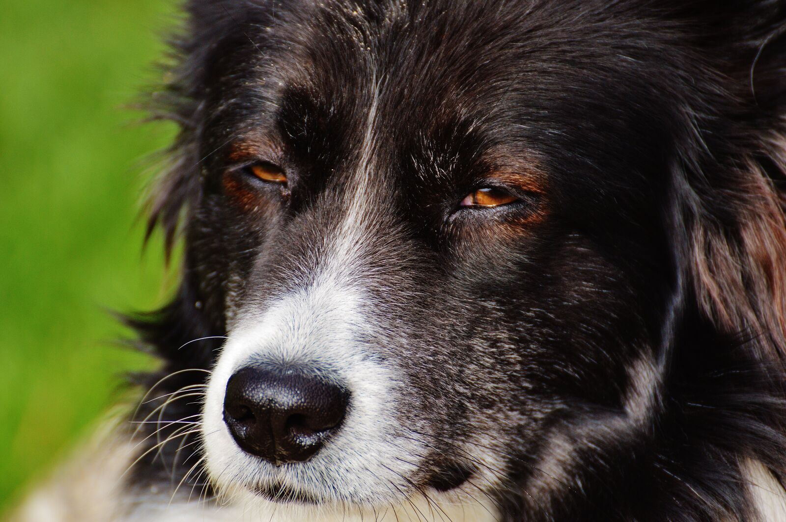 Nikon D3200 sample photo. Dog, animal, pet photography
