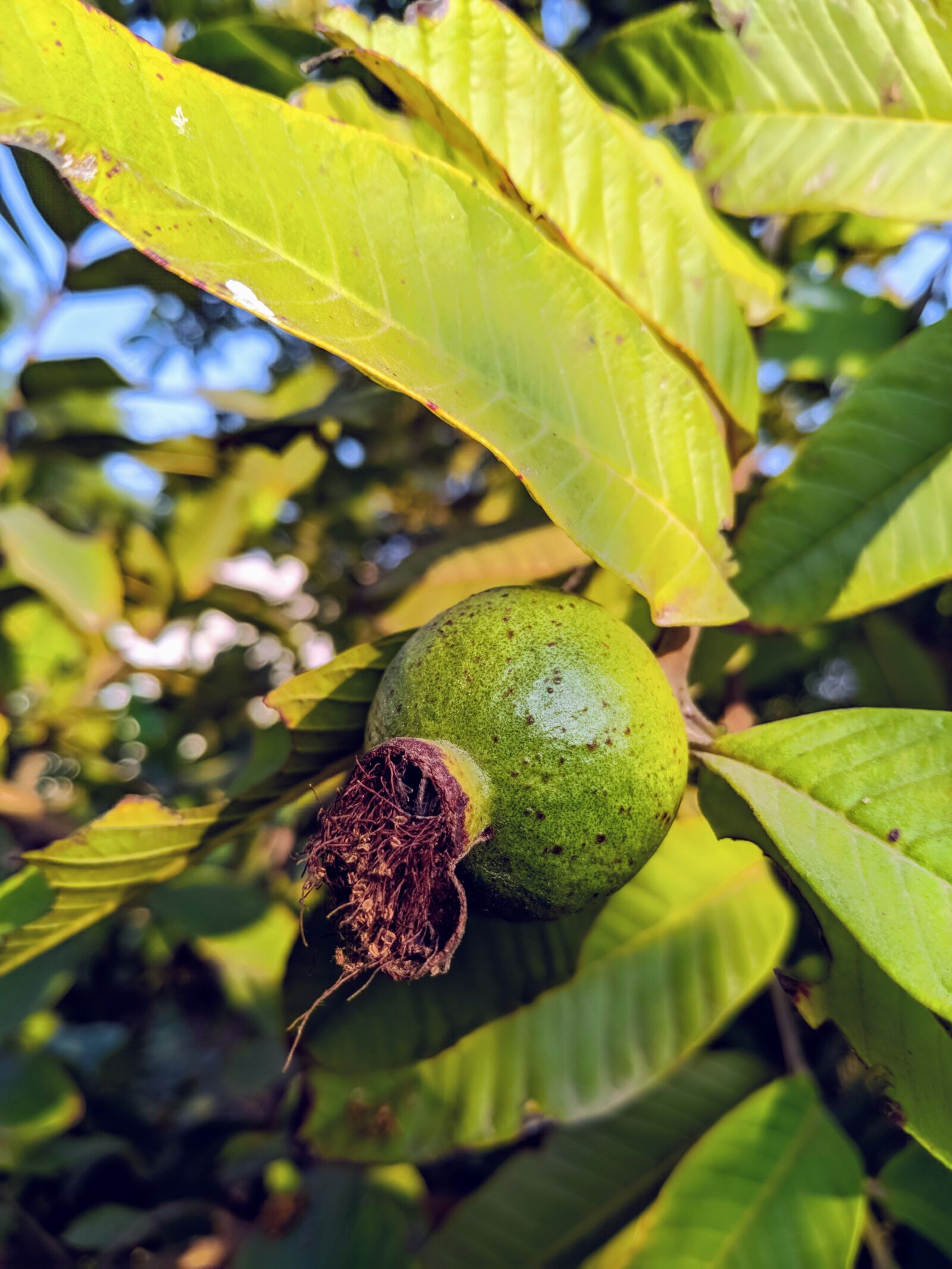 ASUS ZenFone Max Pro M1 (ZB602KL) (WW) / Max Pro M1 (ZB601KL) (IN) sample photo. Grapes, fruits, nature photography