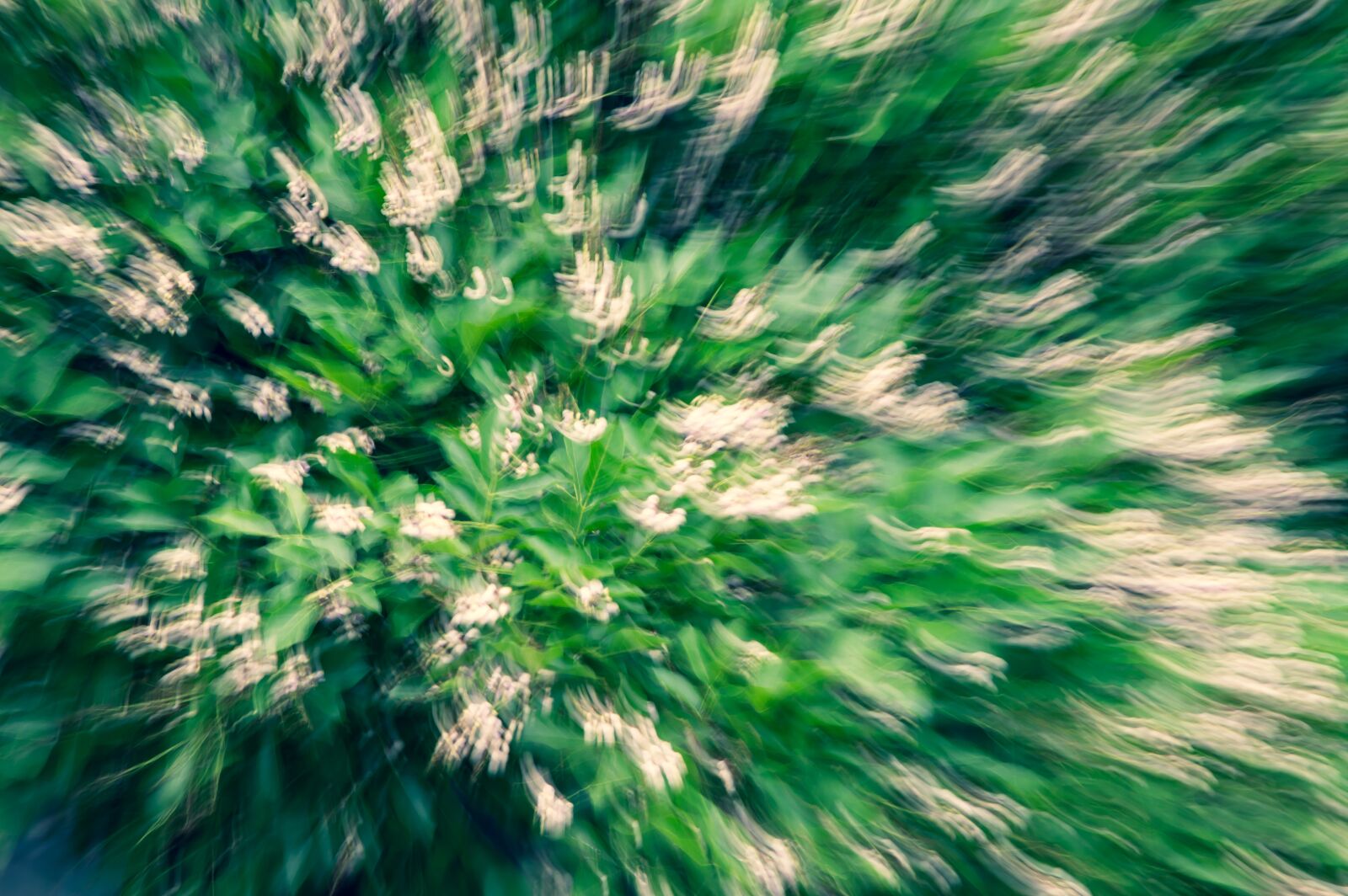 Nikon D3200 sample photo. Flowers, blossom, botanical photography