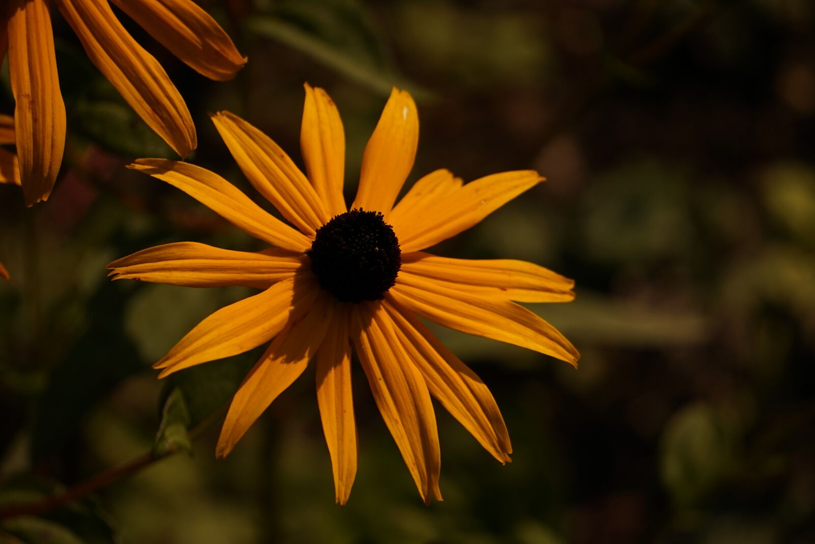 Sony a7 sample photo. Blossom, bloom, close up photography