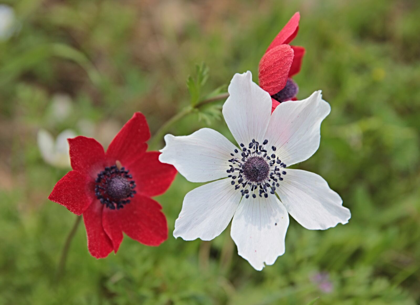Canon EOS 550D (EOS Rebel T2i / EOS Kiss X4) sample photo. Anemone, flower, nature photography