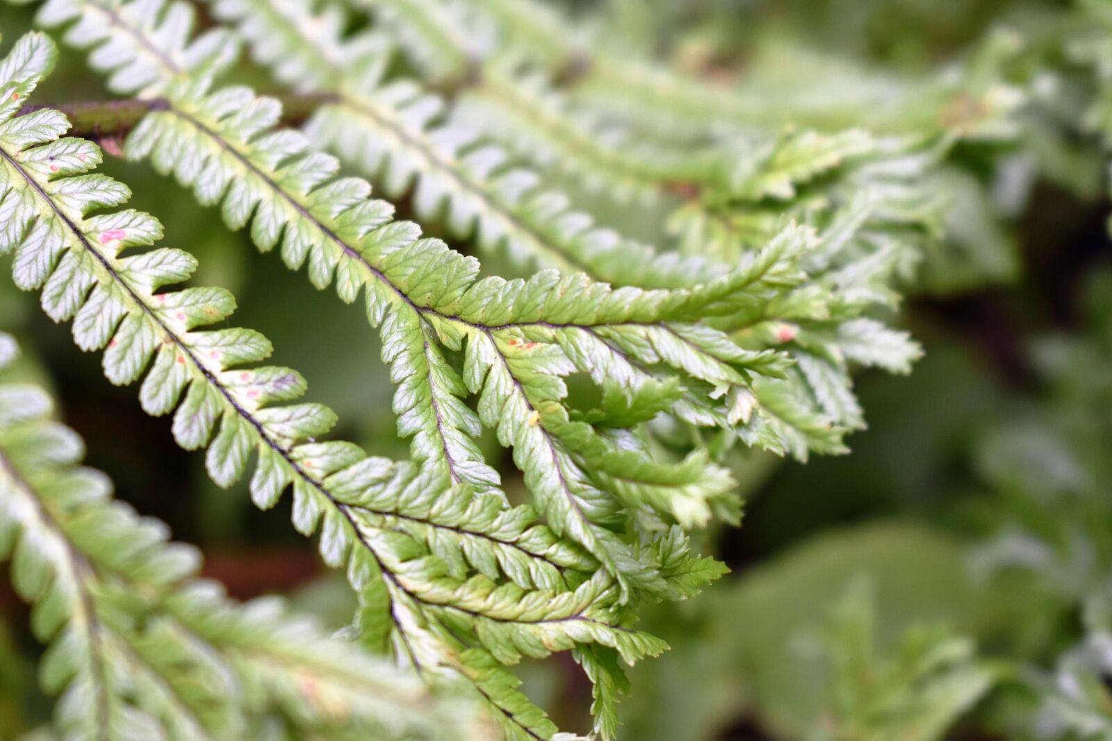 Nikon D5500 sample photo. Fern, plant, green photography