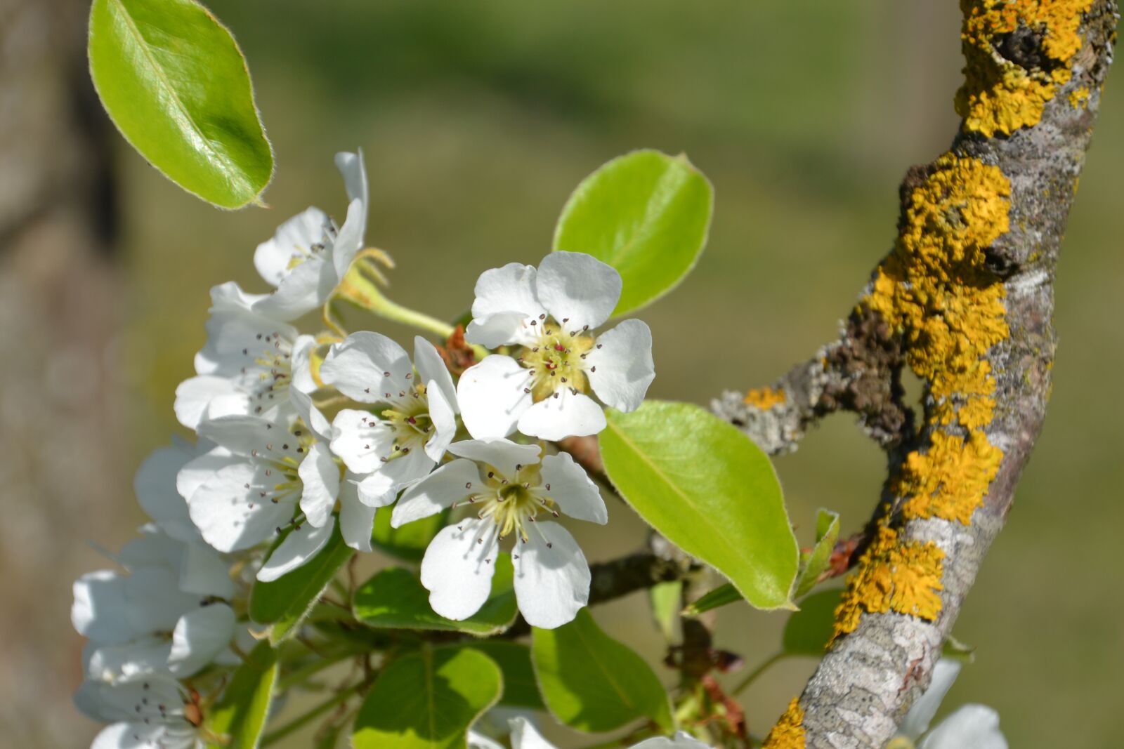 Nikon D3100 sample photo. Tree, flowers, spring photography