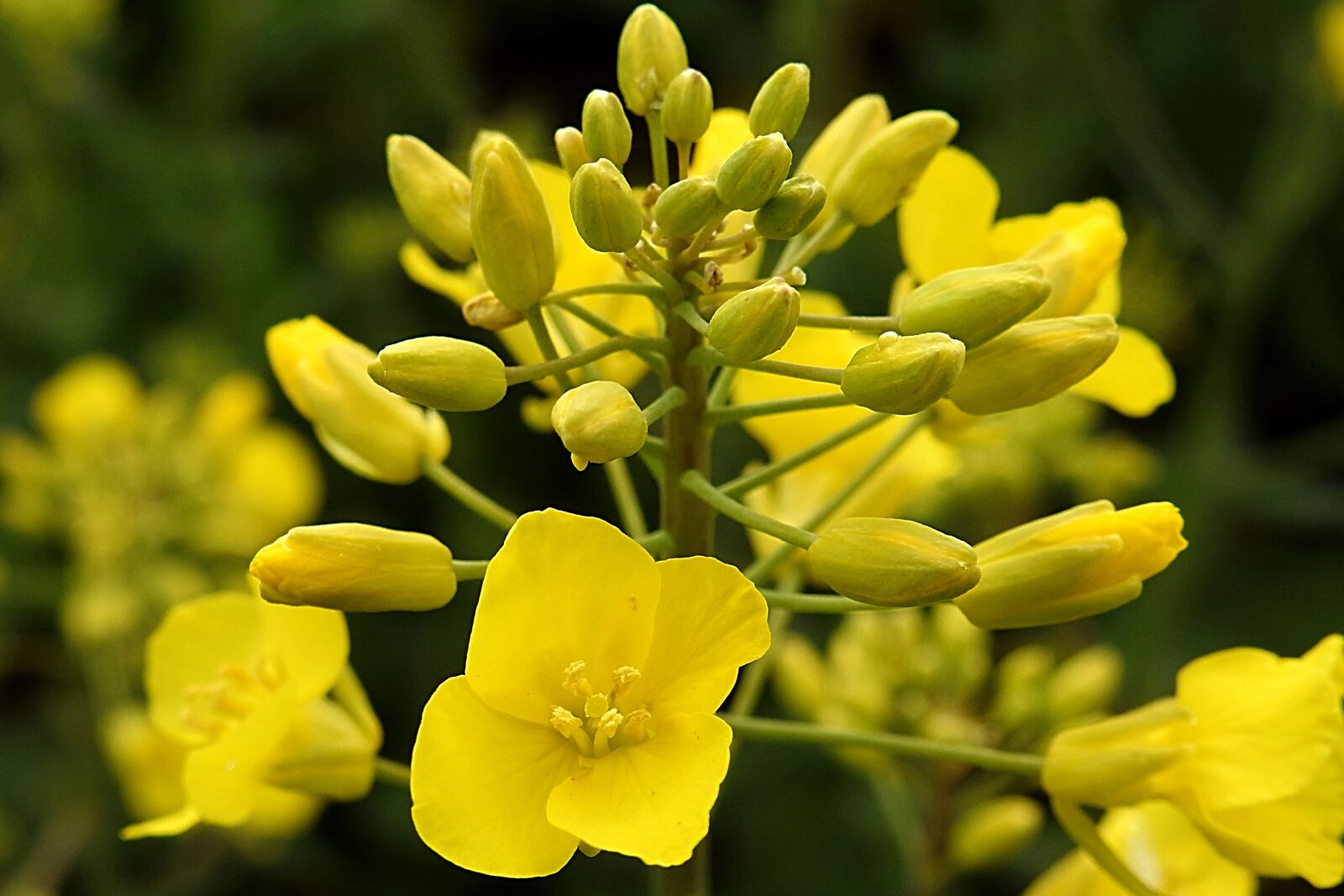Nikon Coolpix P900 sample photo. Rape blossom, oilseed rape photography
