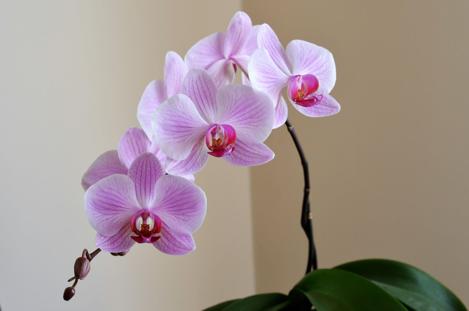 Nikon D5100 sample photo. Orchid, lila, flower photography