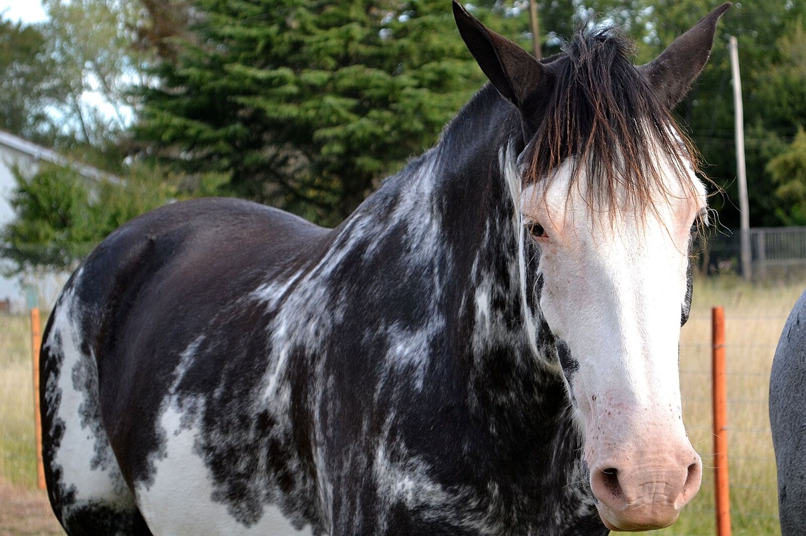 Nikon D3100 sample photo. Horse, equine, four legged photography