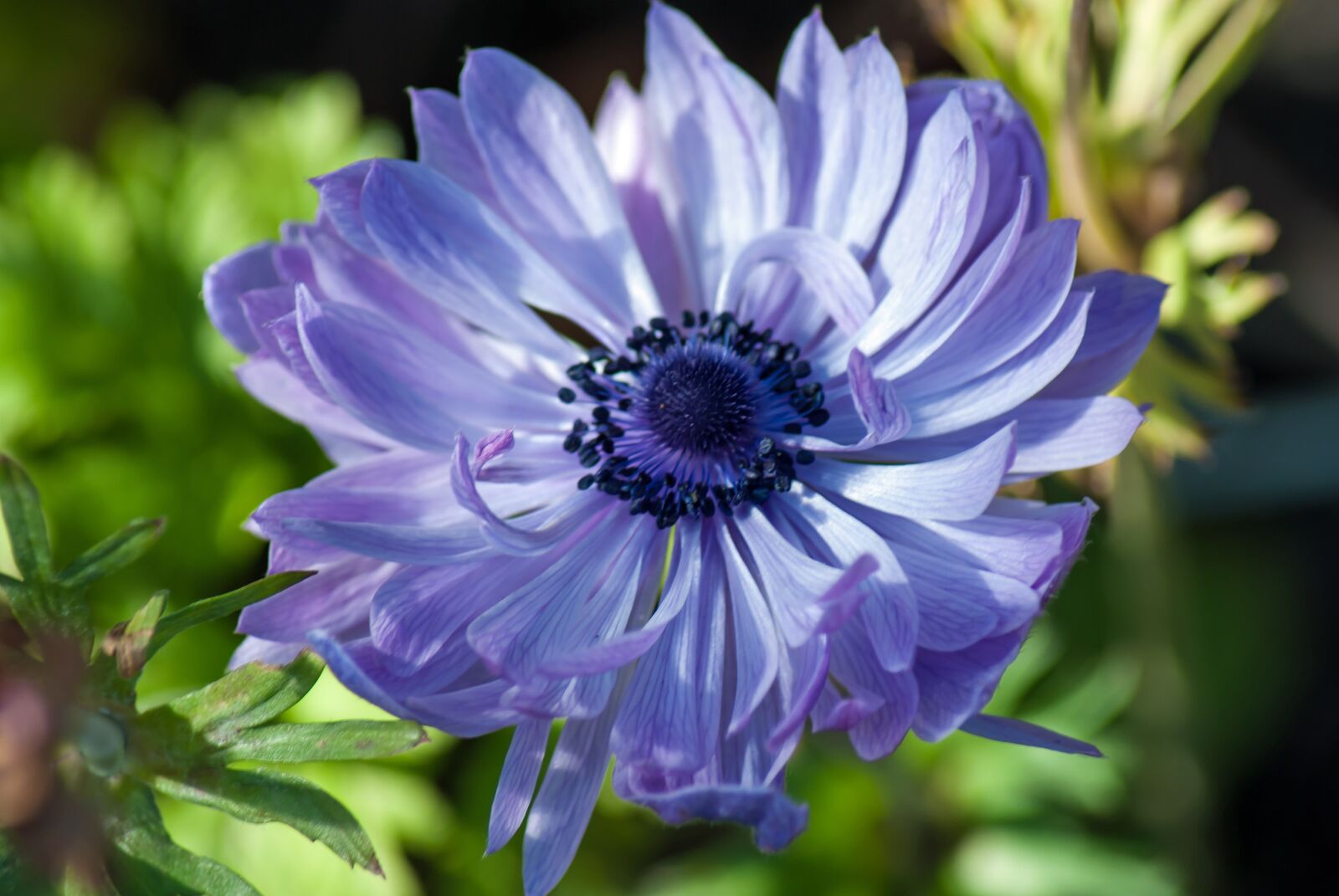 Nikon D3000 sample photo. Blue anemone, flower, garden photography