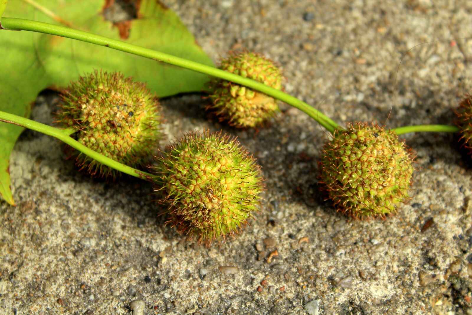 Canon EOS 1200D (EOS Rebel T5 / EOS Kiss X70 / EOS Hi) sample photo. Platanus, fruit platana, prickly photography