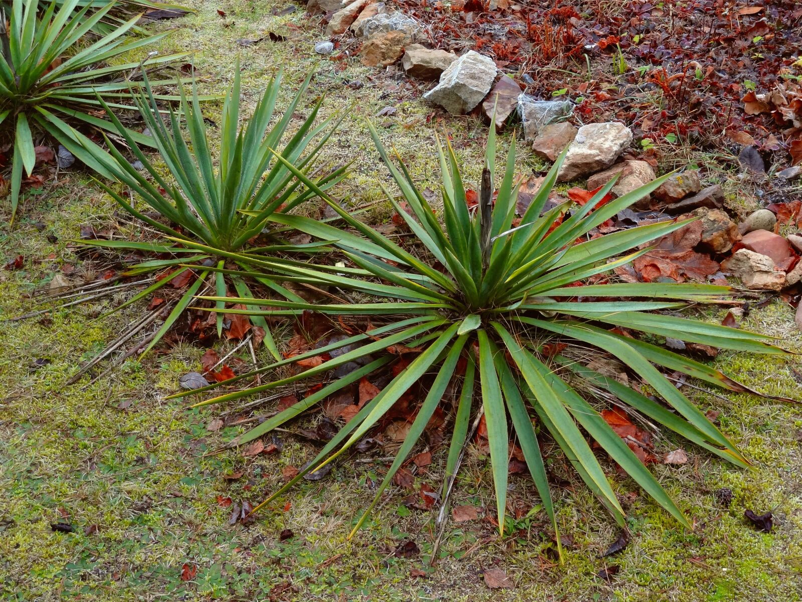 Sony Cyber-shot DSC-HX9V sample photo. Author, skibka, photo photography