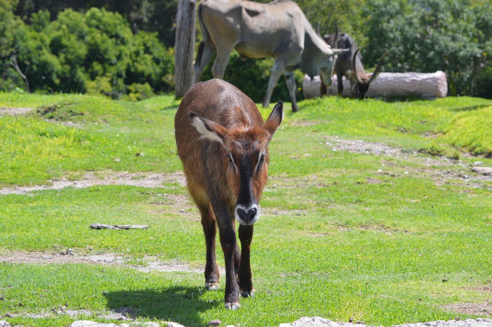 Nikon D3200 sample photo. Zoo, mammals, large photography
