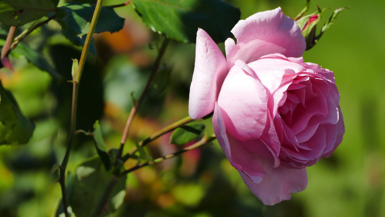 Panasonic Lumix DMC-FZ1000 sample photo. Nature, garden, flower photography
