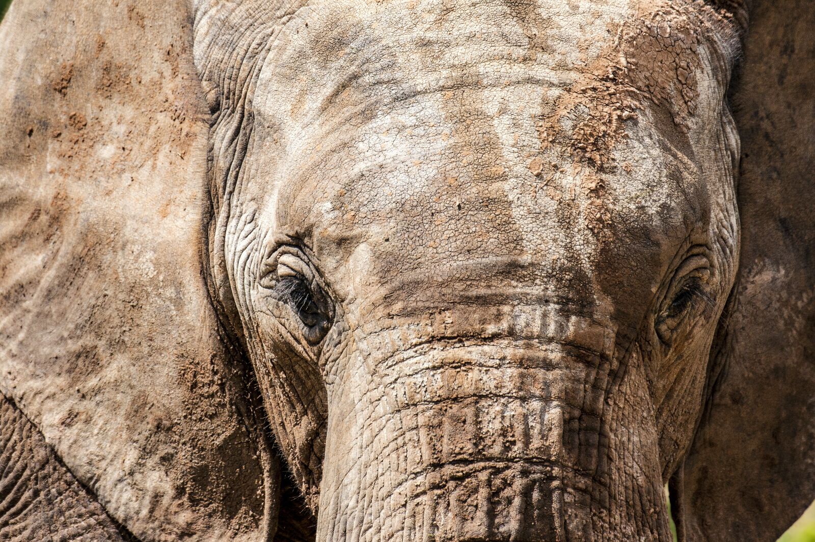 Canon EOS 400D (EOS Digital Rebel XTi / EOS Kiss Digital X) sample photo. Elephant, nature, africa photography
