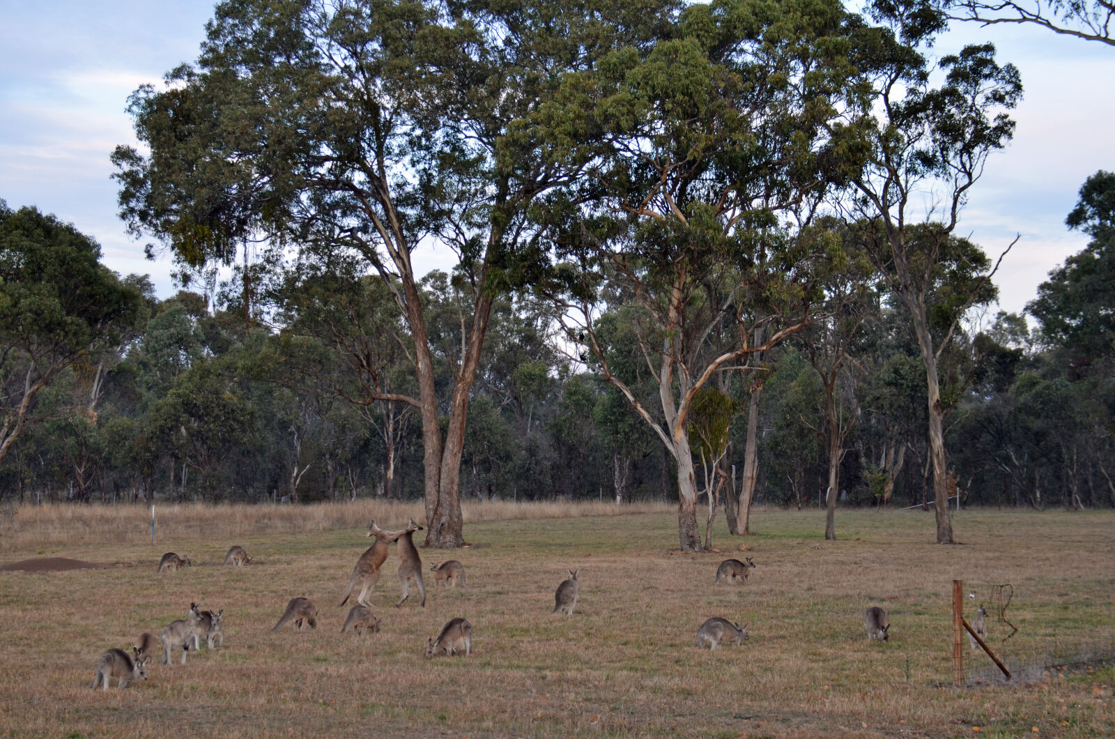 Nikon D7000 sample photo. Australia, kangaroo, mob, kangaroos photography