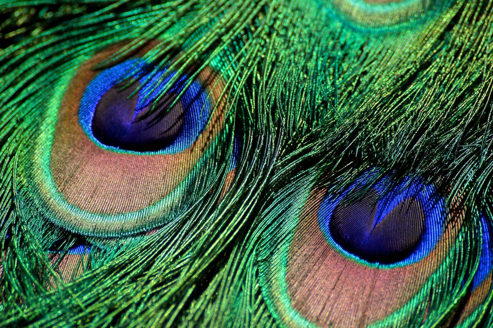 Sony Alpha DSLR-A350 sample photo. Peacock feather, iridescent, green photography