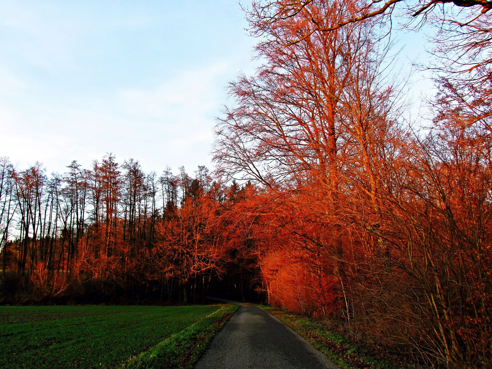Canon PowerShot SX30 IS sample photo. The sun, tree, lane photography