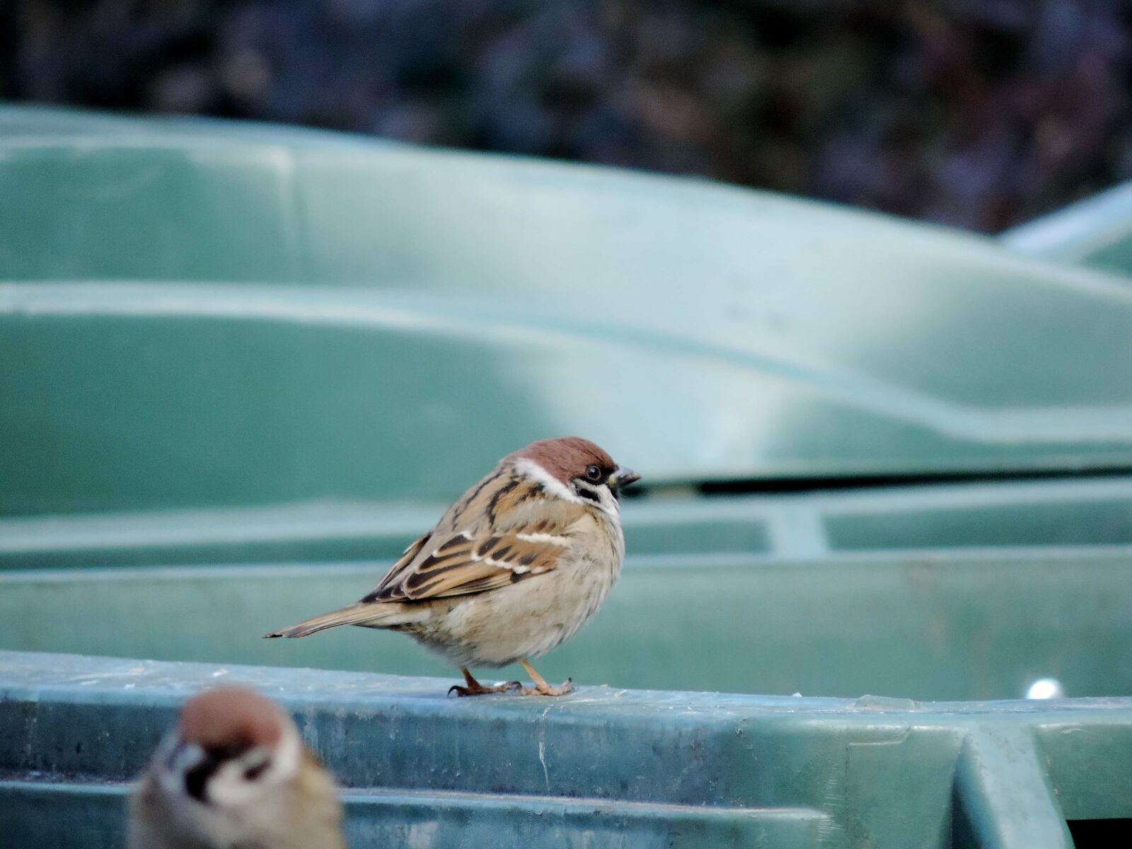 Nikon Coolpix P520 sample photo. Sparrow, beak, animal, wildlife photography