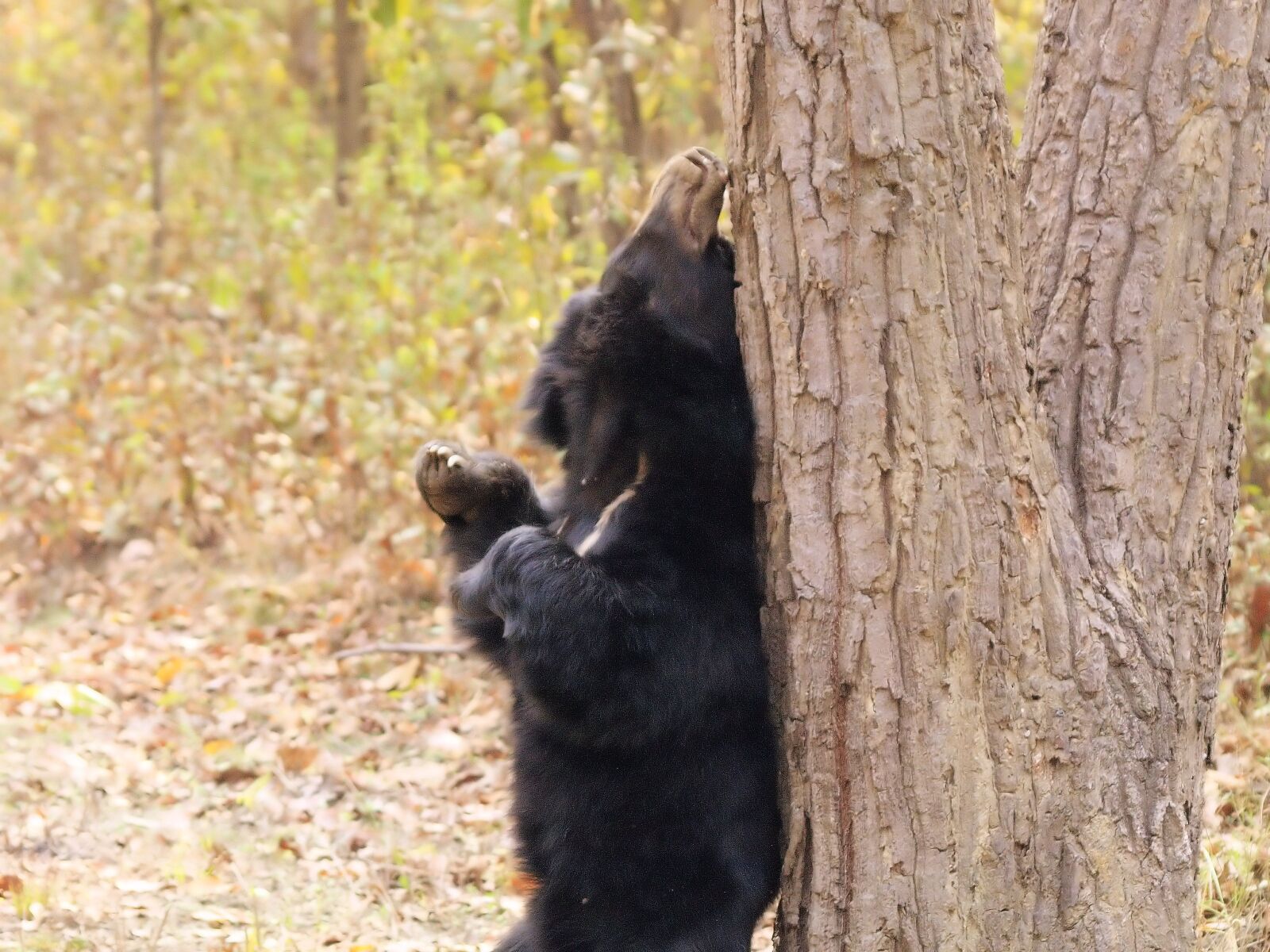 Olympus E-400 (EVOLT E-400) sample photo. Sun bear, animal, wild photography