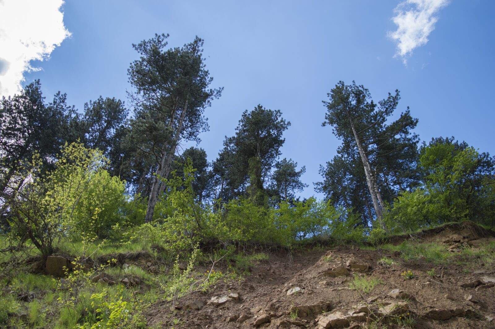 Nikon D3200 sample photo. Trees, land, tree photography
