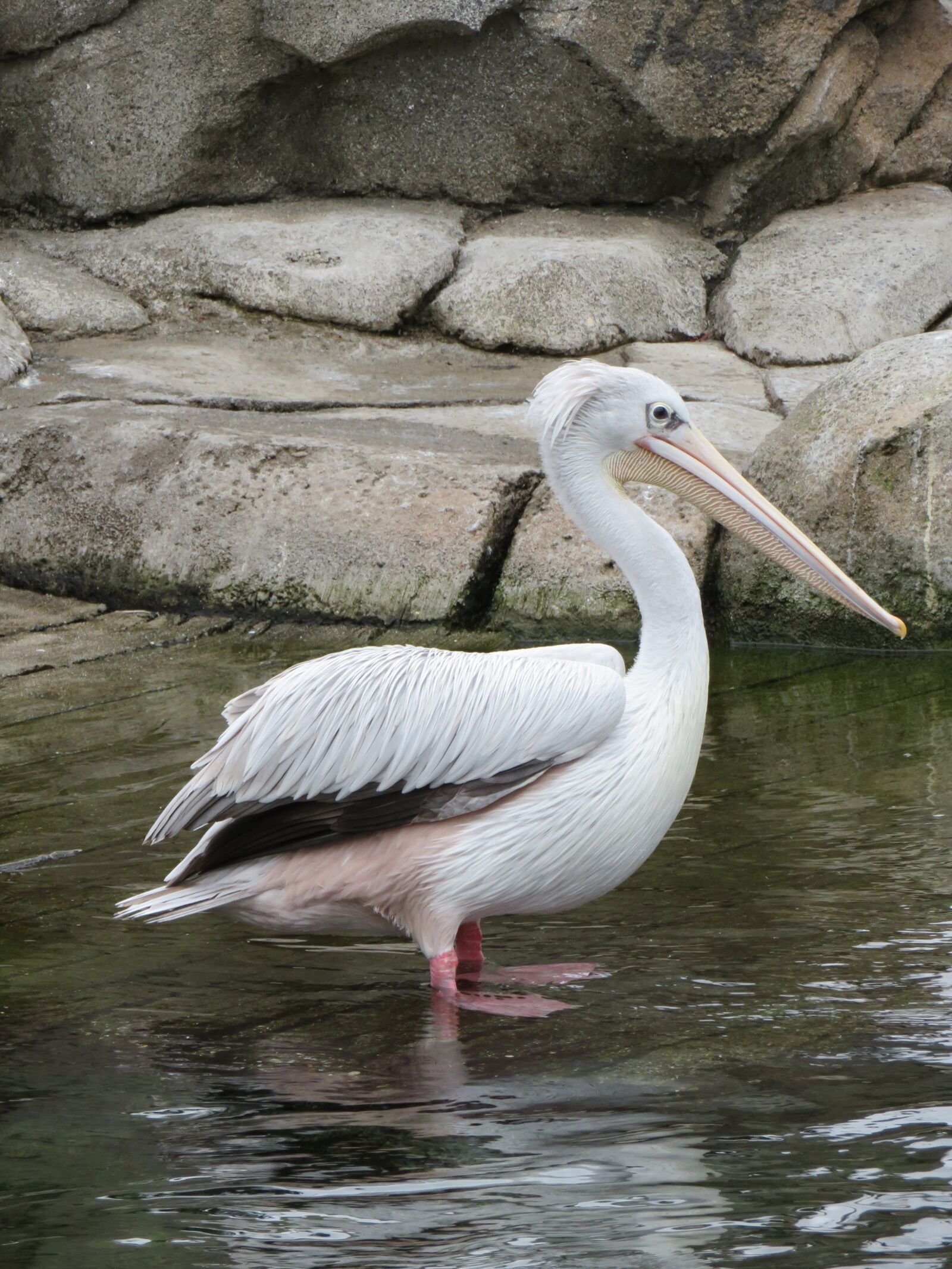 Canon PowerShot SX720 HS sample photo. Pelican, bird, nature photography
