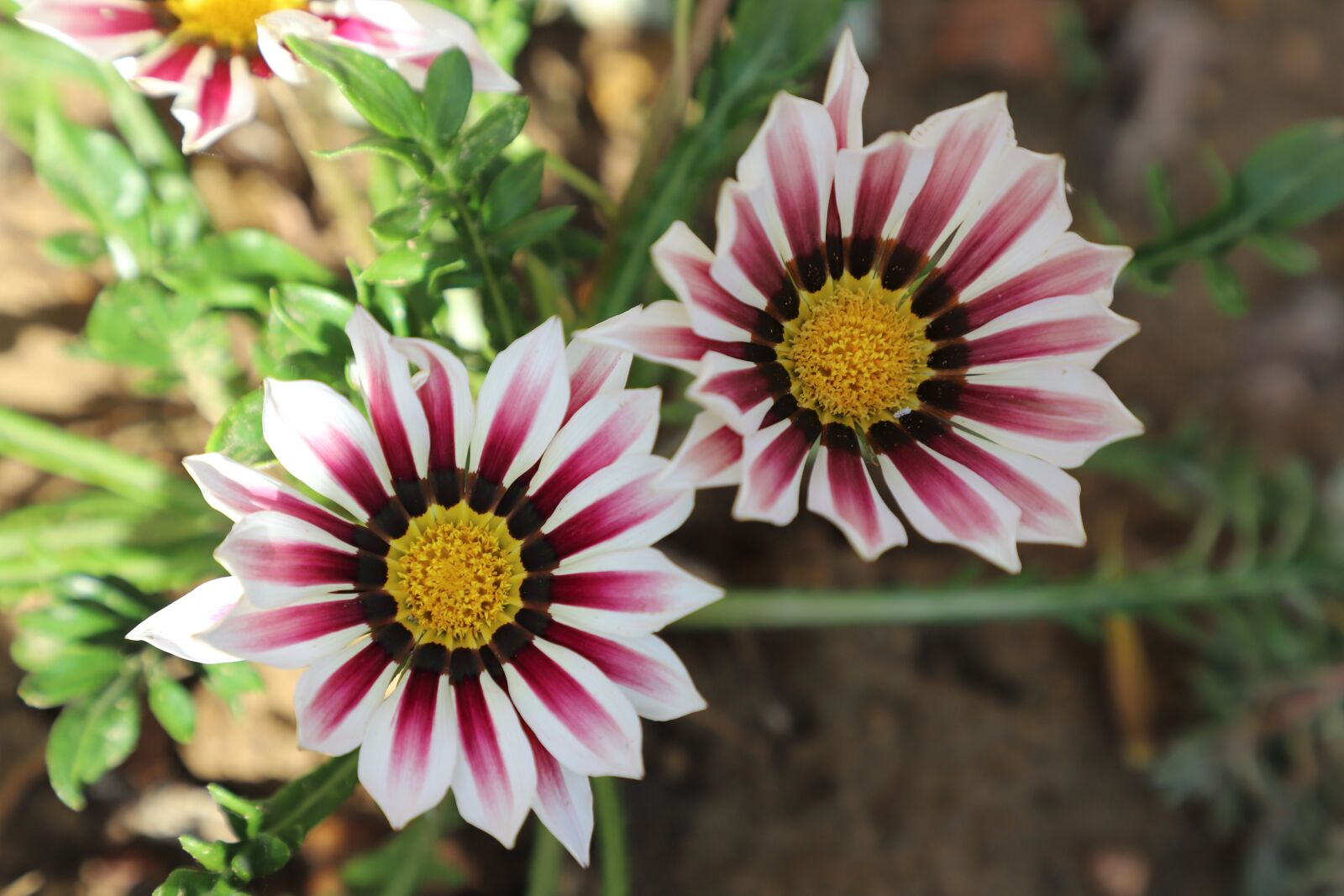 Canon EOS 6D Mark II sample photo. Flower, color, summer photography