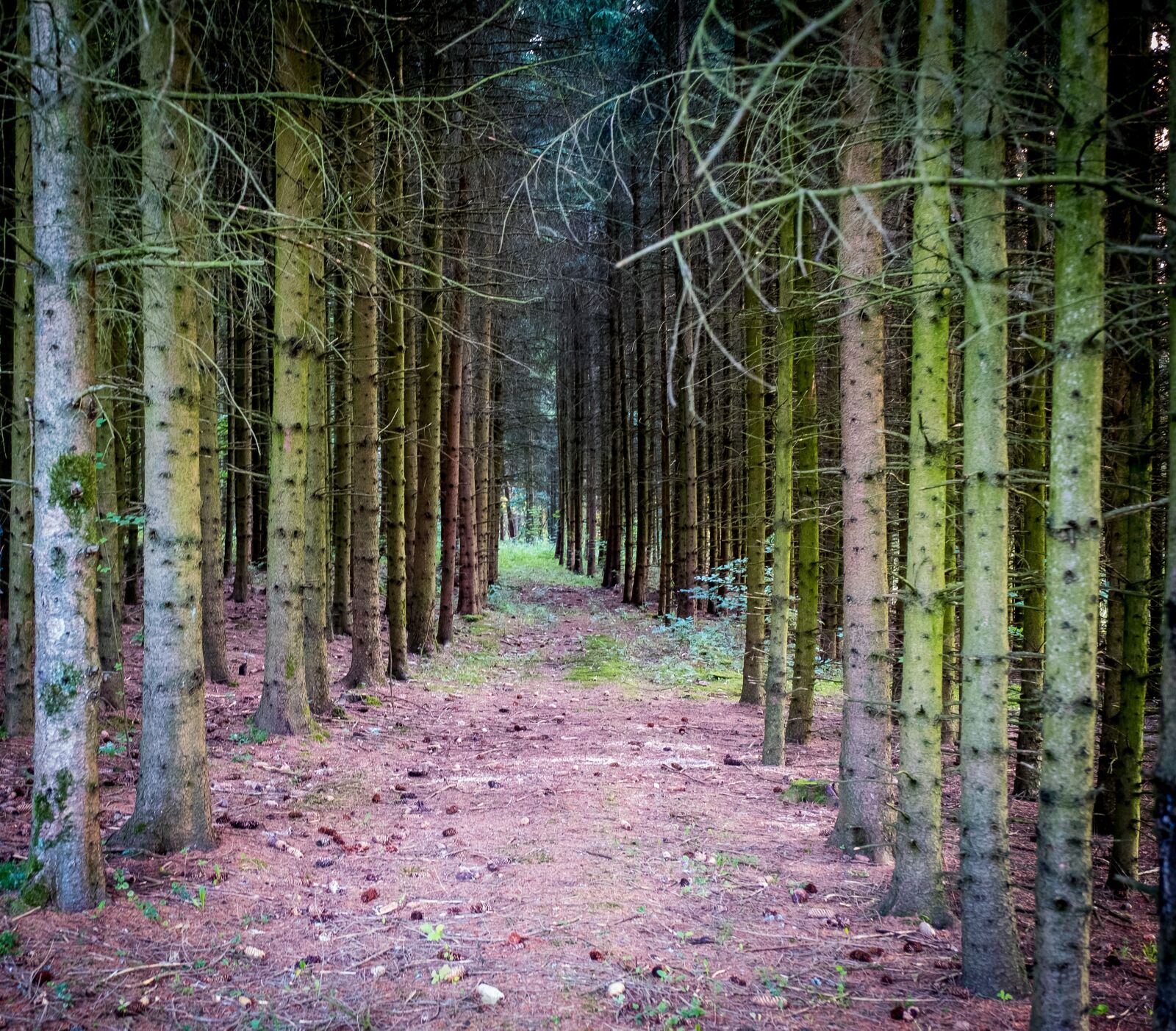 Fujifilm X-T2 sample photo. Forest, away, forest path photography