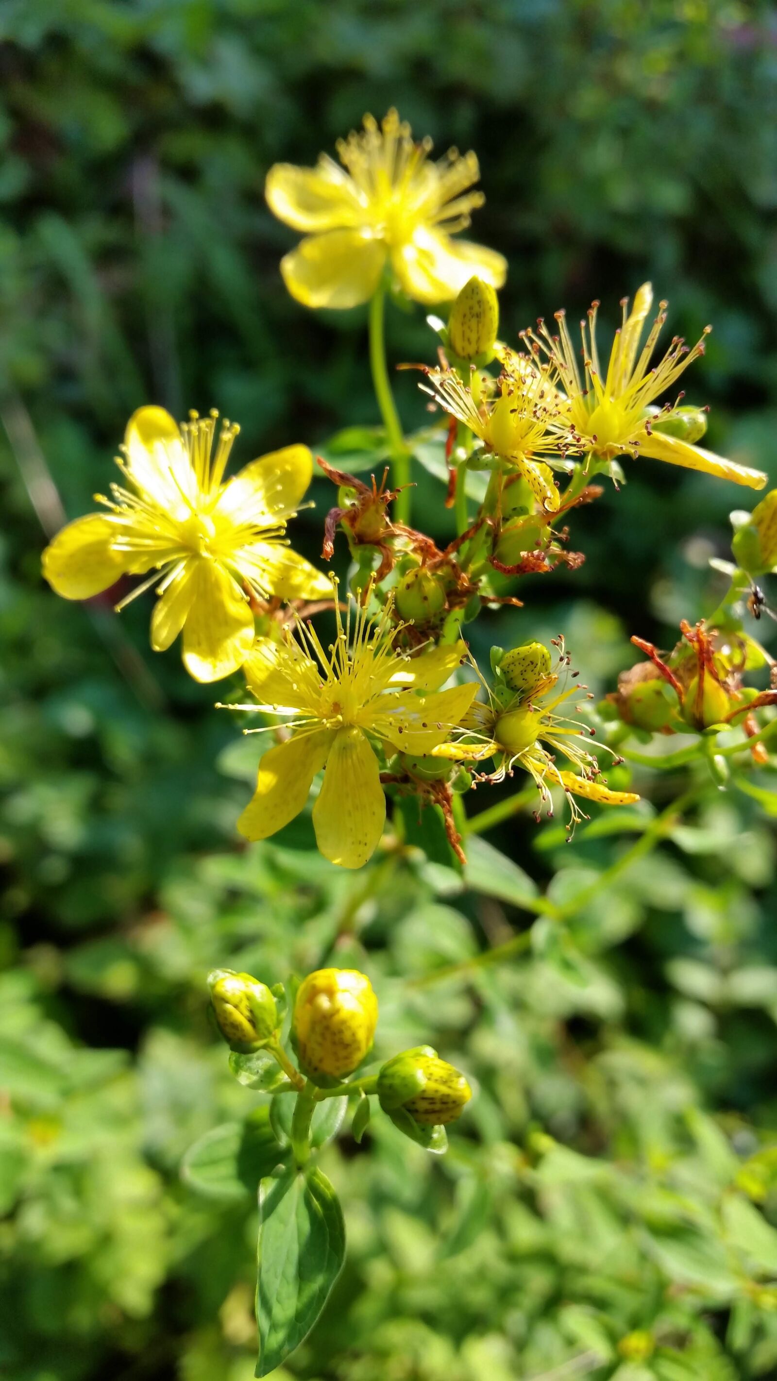 Samsung Galaxy S5 sample photo. Grass fireflies, the ordinary photography