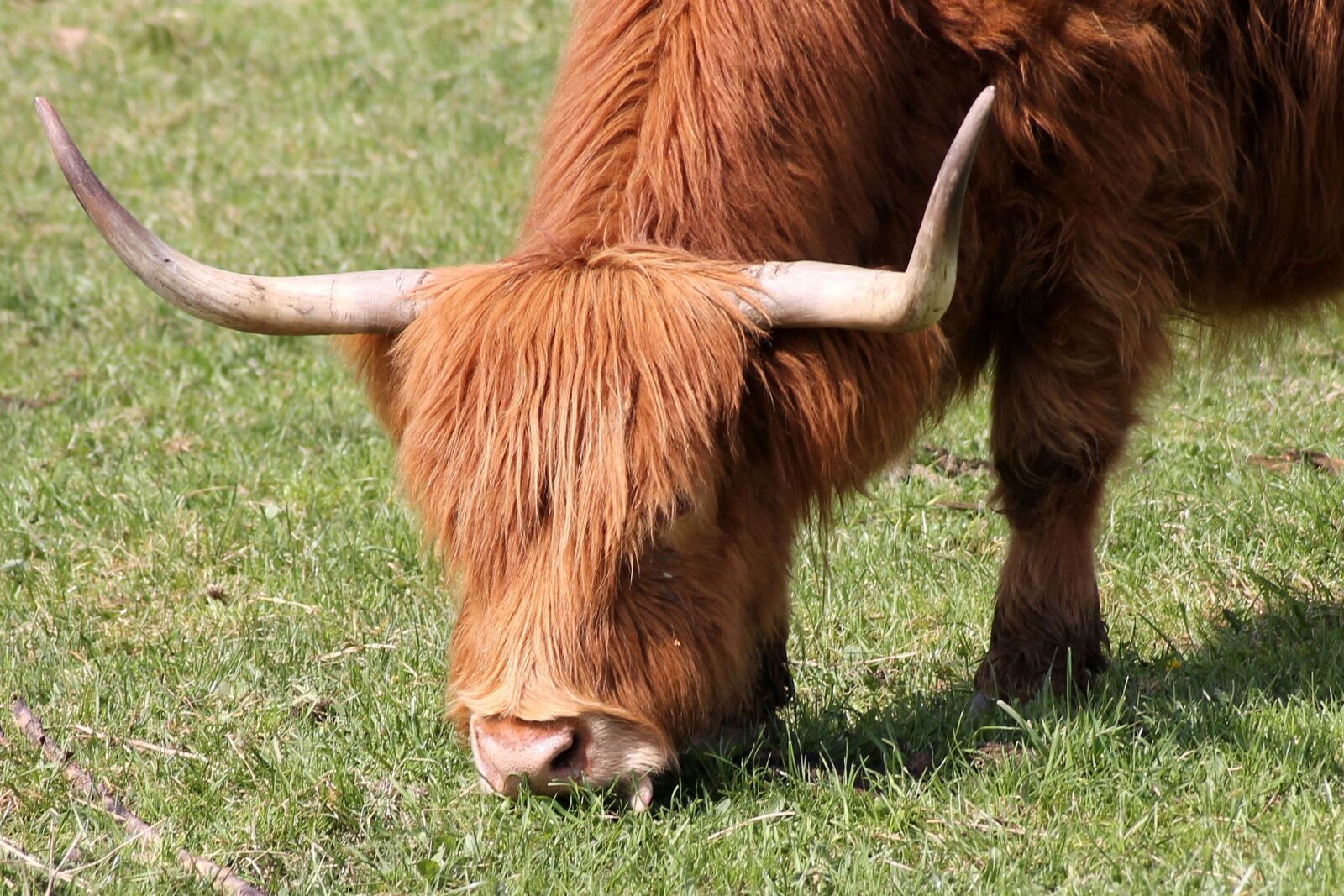 Canon EOS 1100D (EOS Rebel T3 / EOS Kiss X50) sample photo. Cow, beef, horns photography