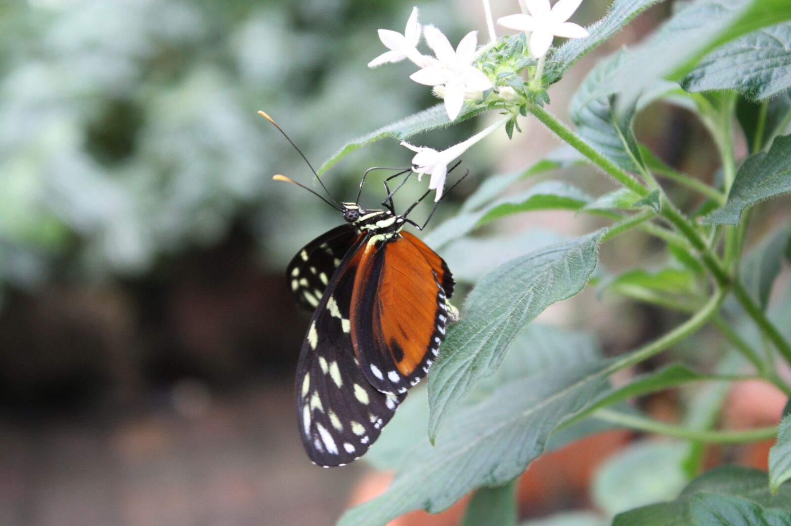 Canon EOS 450D (EOS Rebel XSi / EOS Kiss X2) sample photo. Butterfly, summer, spring photography