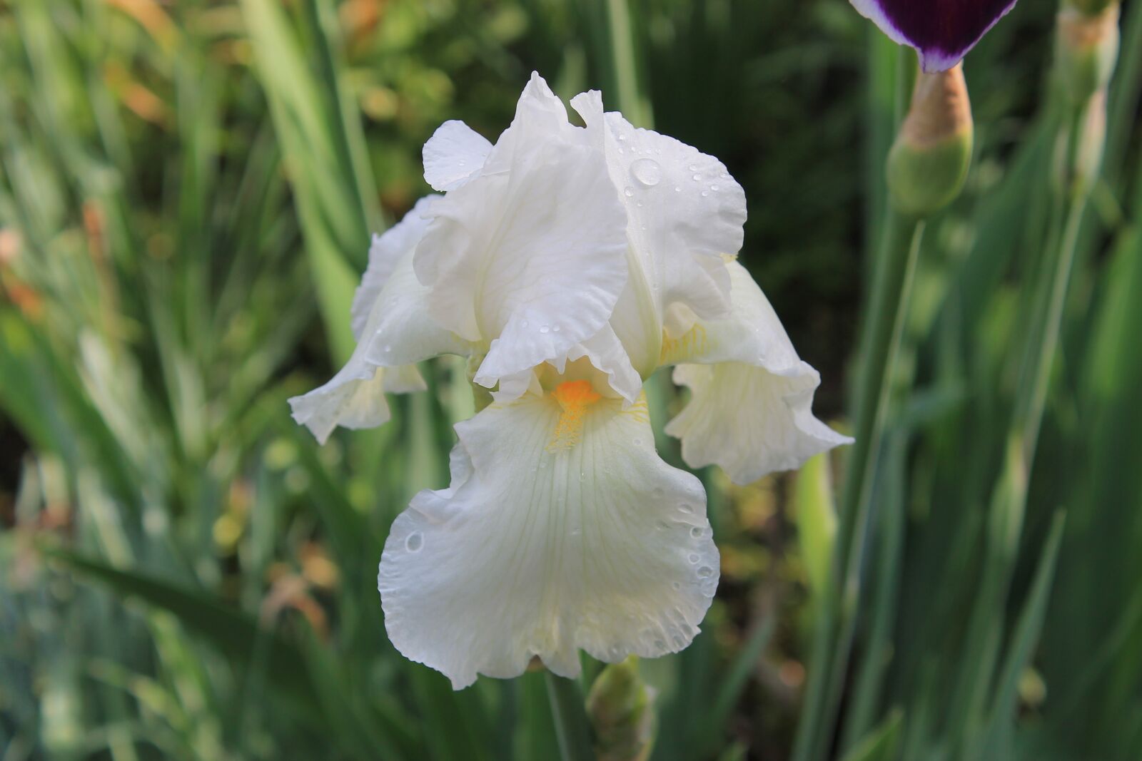 Canon EOS 1100D (EOS Rebel T3 / EOS Kiss X50) sample photo. Flower, iris, white photography