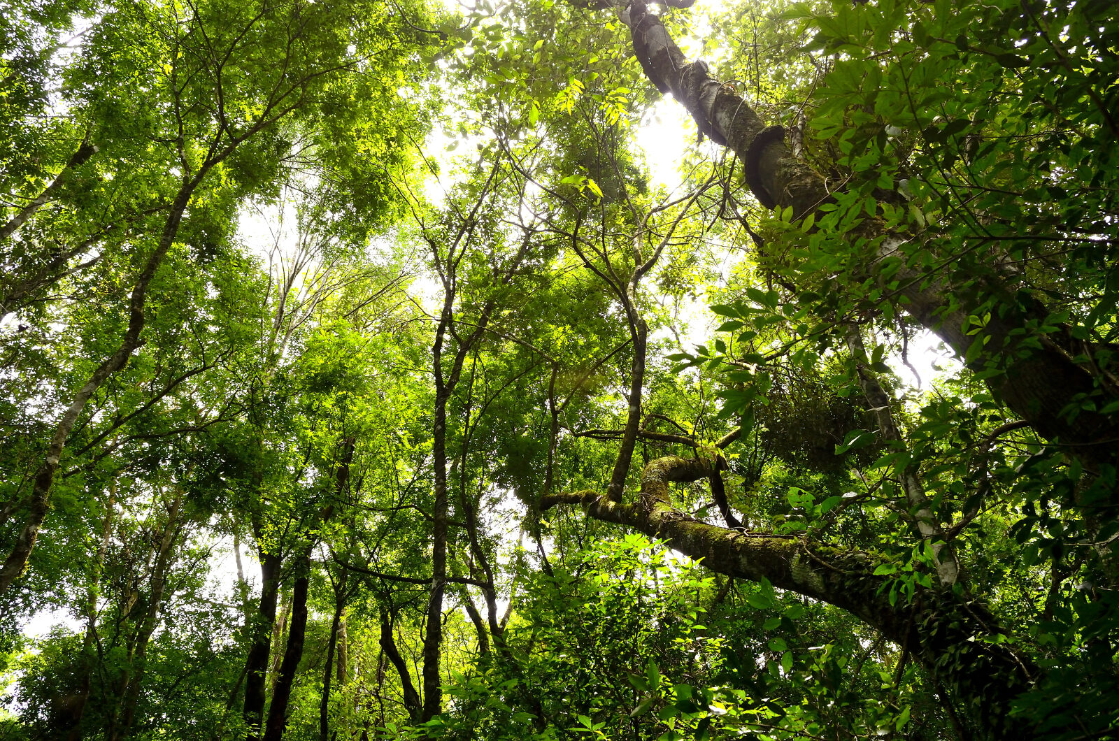 Nikon D5100 sample photo