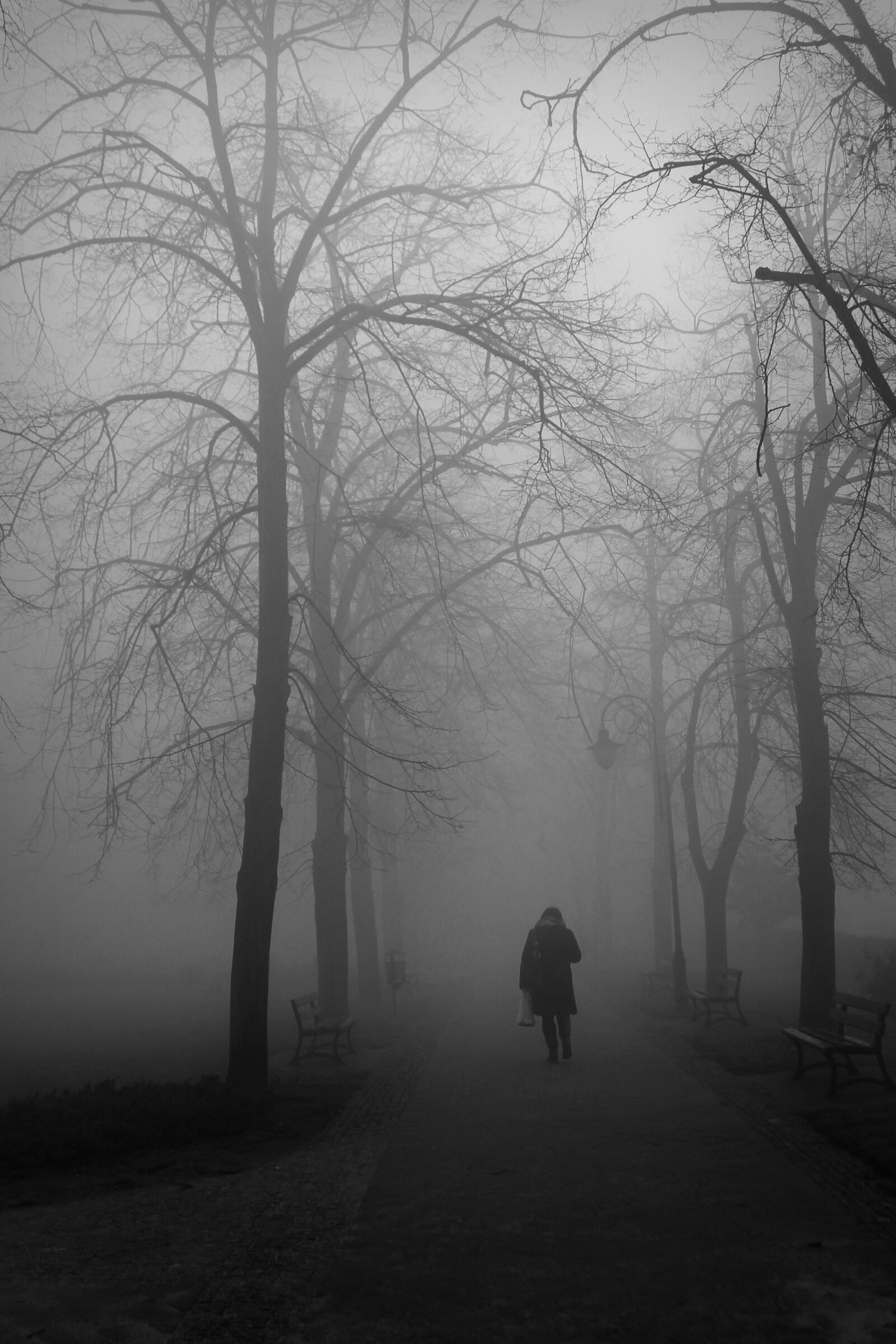 Canon EOS 1100D (EOS Rebel T3 / EOS Kiss X50) sample photo. The fog, autumn, park photography