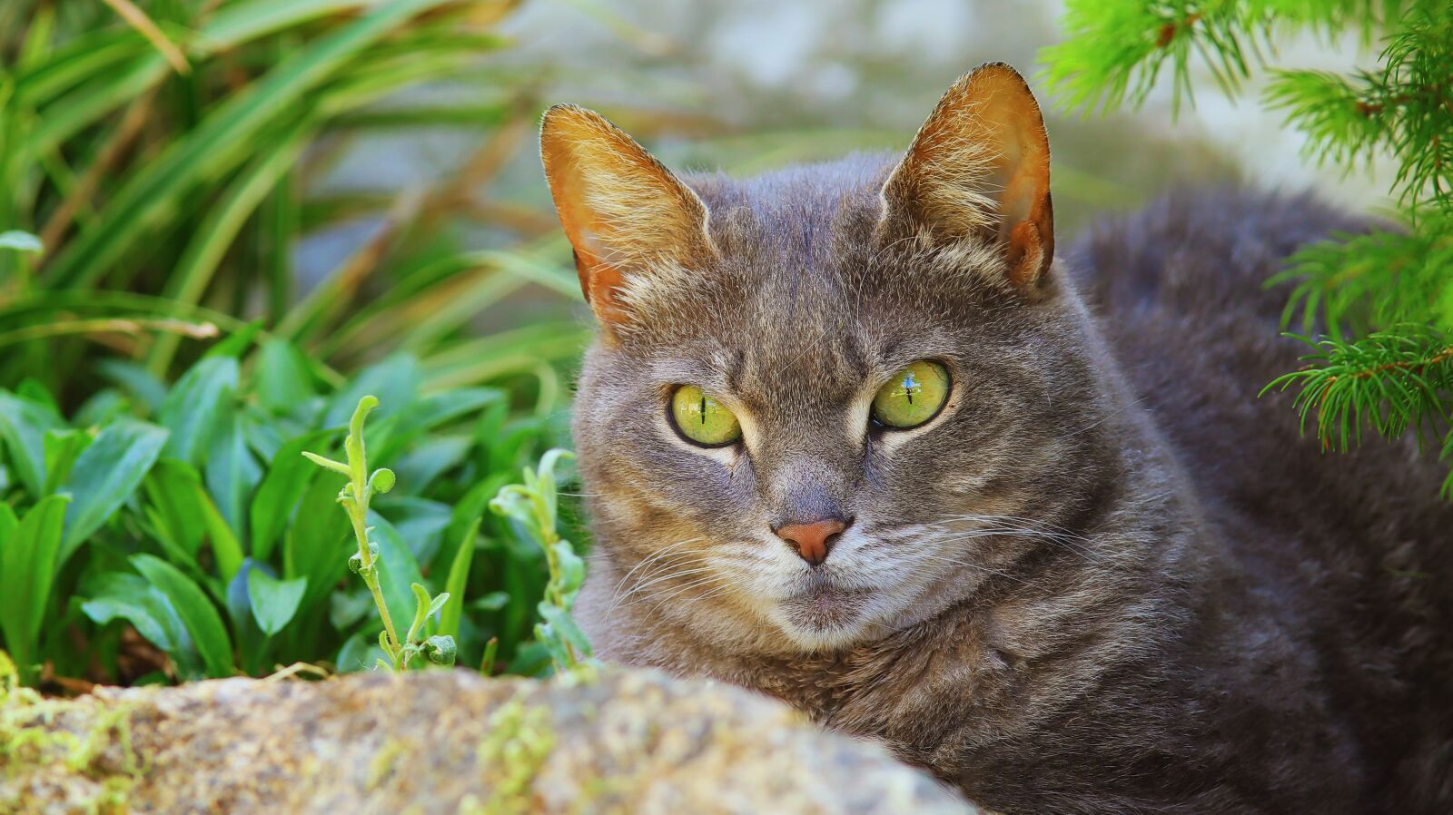 Canon EOS M50 (EOS Kiss M) sample photo. Cat, kitten, cute photography