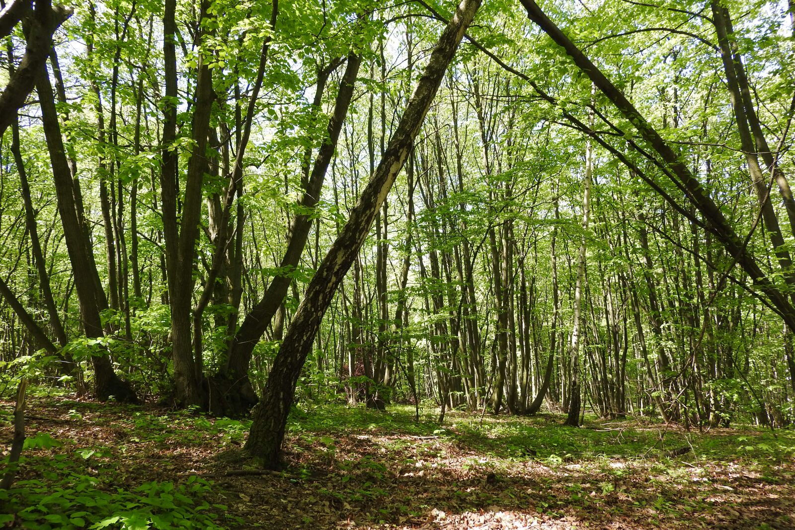 Nikon Coolpix P610 sample photo. Coppice, polykormon, forest photography