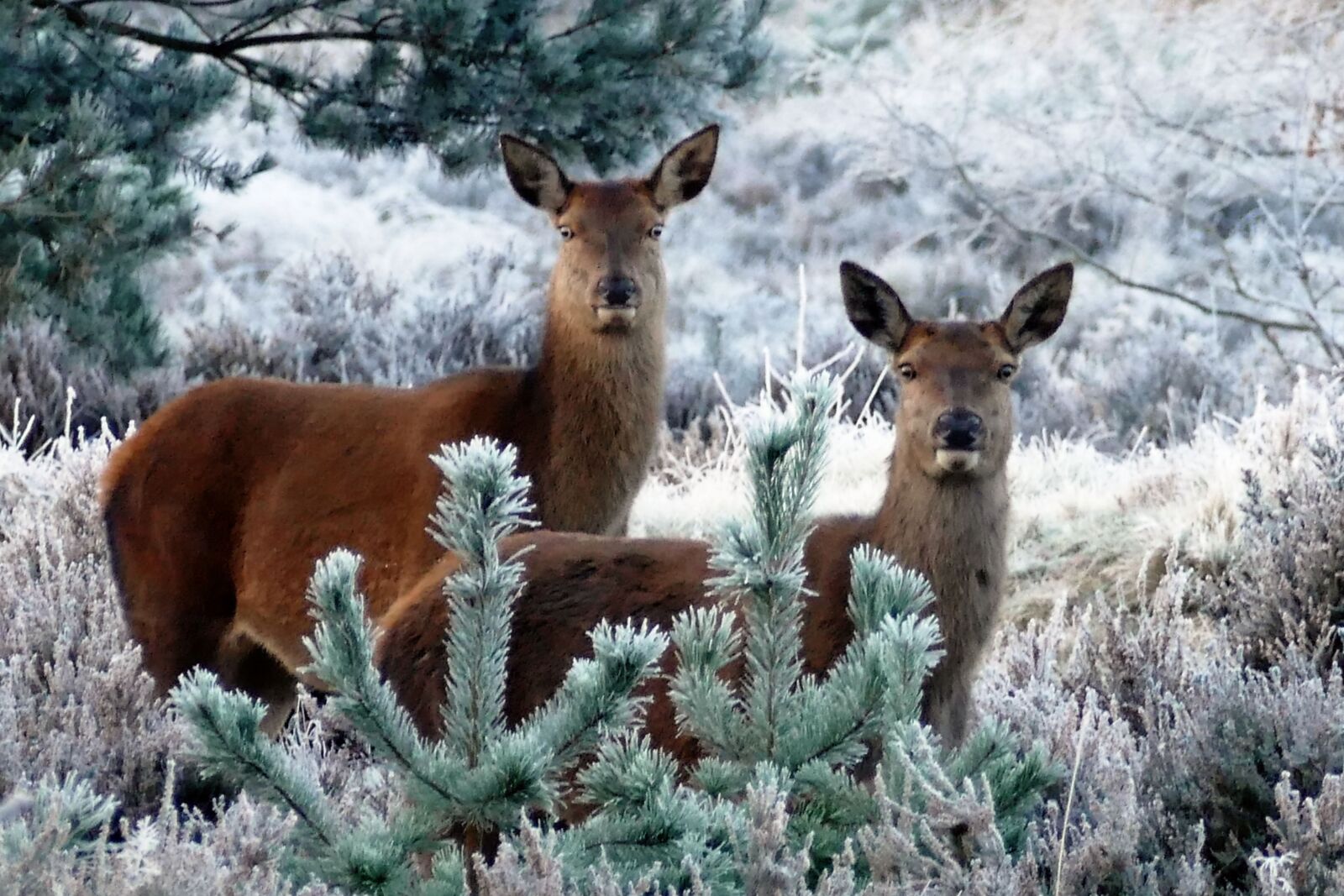 Panasonic Lumix DMC-FZ1000 sample photo. Deer, animals, nature photography