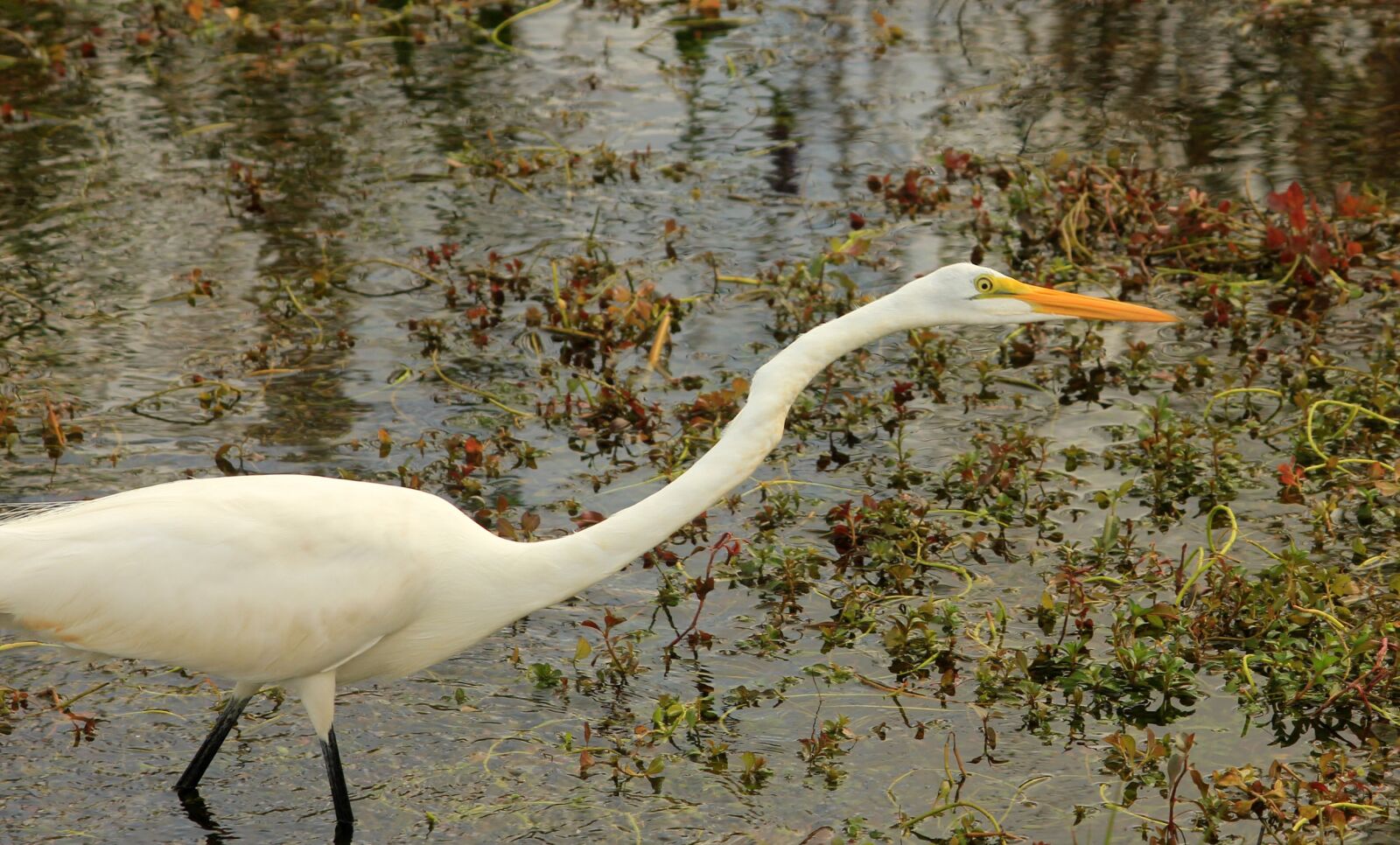 Canon EOS 550D (EOS Rebel T2i / EOS Kiss X4) sample photo. Heron, bird, fly photography