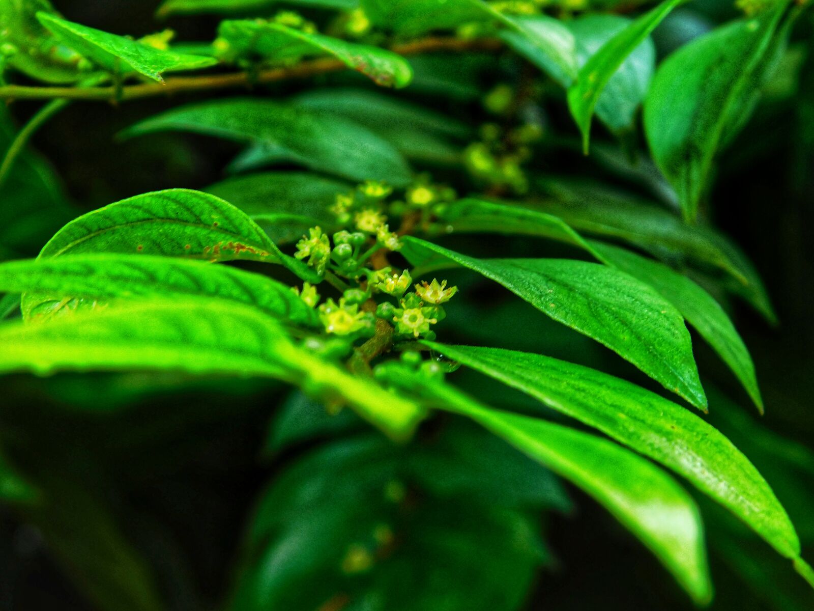 Nikon Coolpix L840 sample photo. Leaf's, flowers, green photography