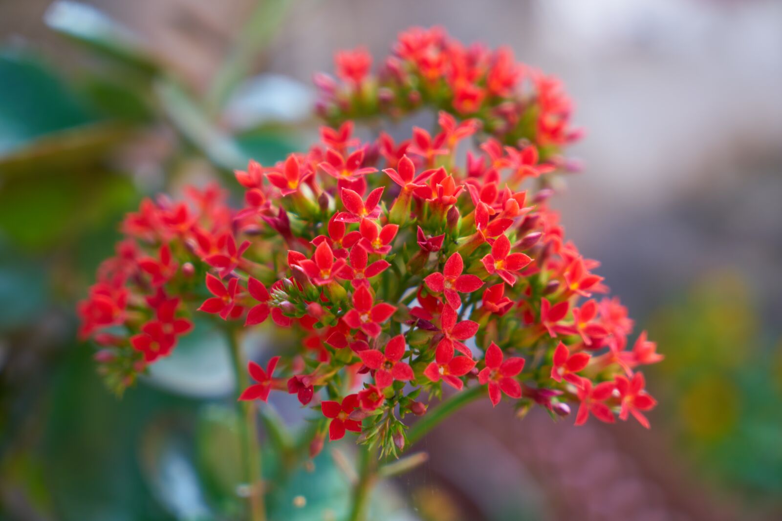 Sony a7R II sample photo. Flower, red, macro photography